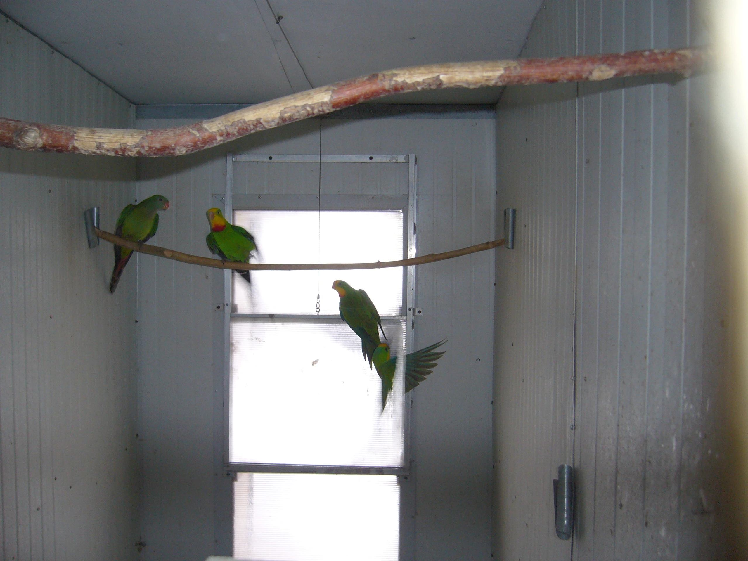 Papoušek nádherný