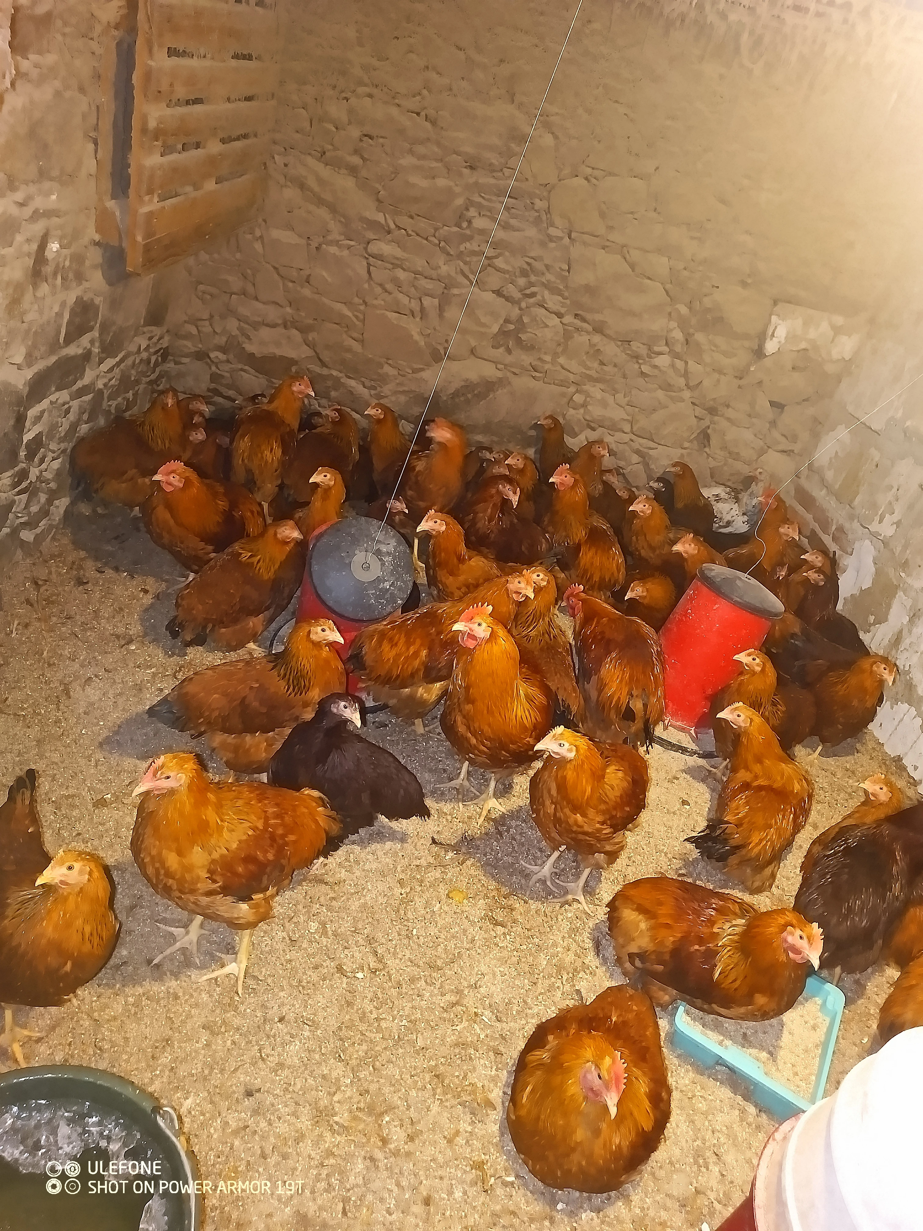 Slepice líhnuté červen, červenec a začátek srpna