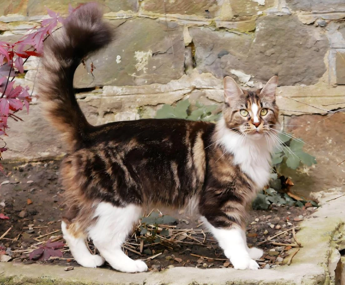 Yvonna -Mainská mývalí kočka s PP