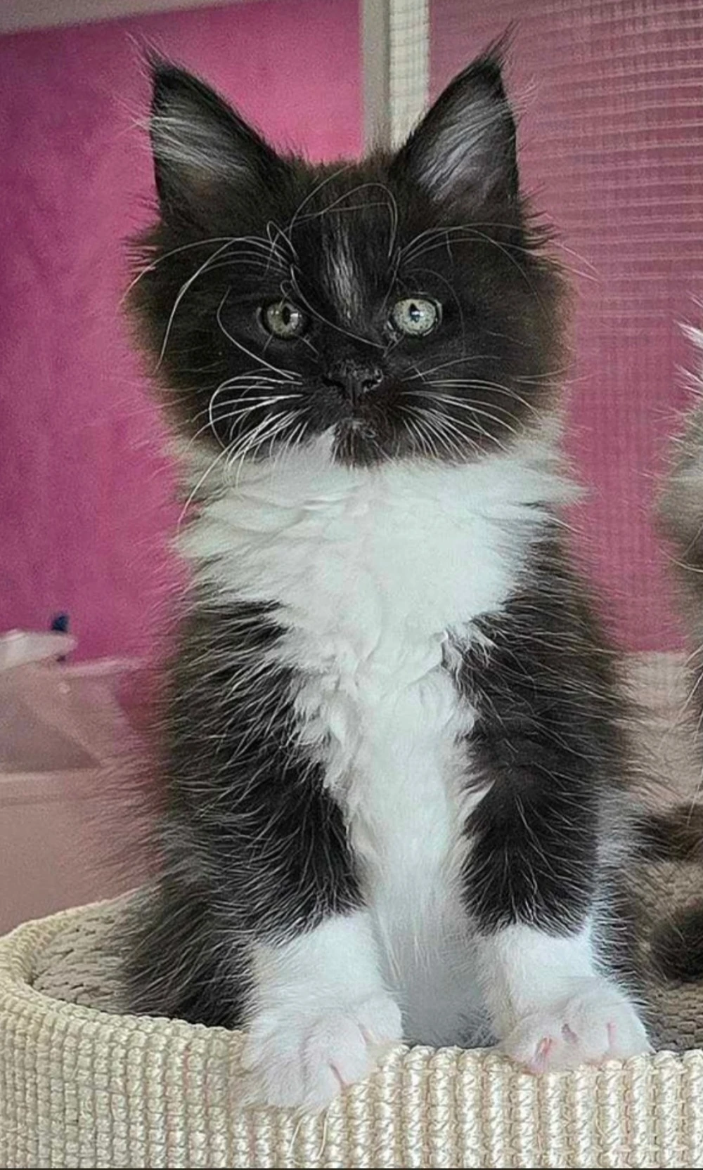 Xany - Mainská mývalí kočka s PP