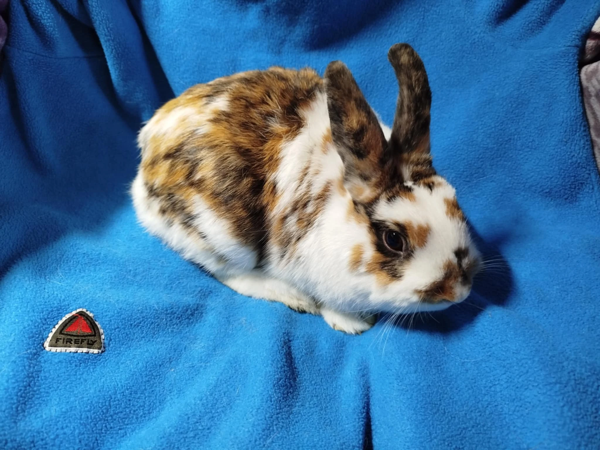 Nabízím zakrslého králíčka- hladkého stáří 7 měsíců