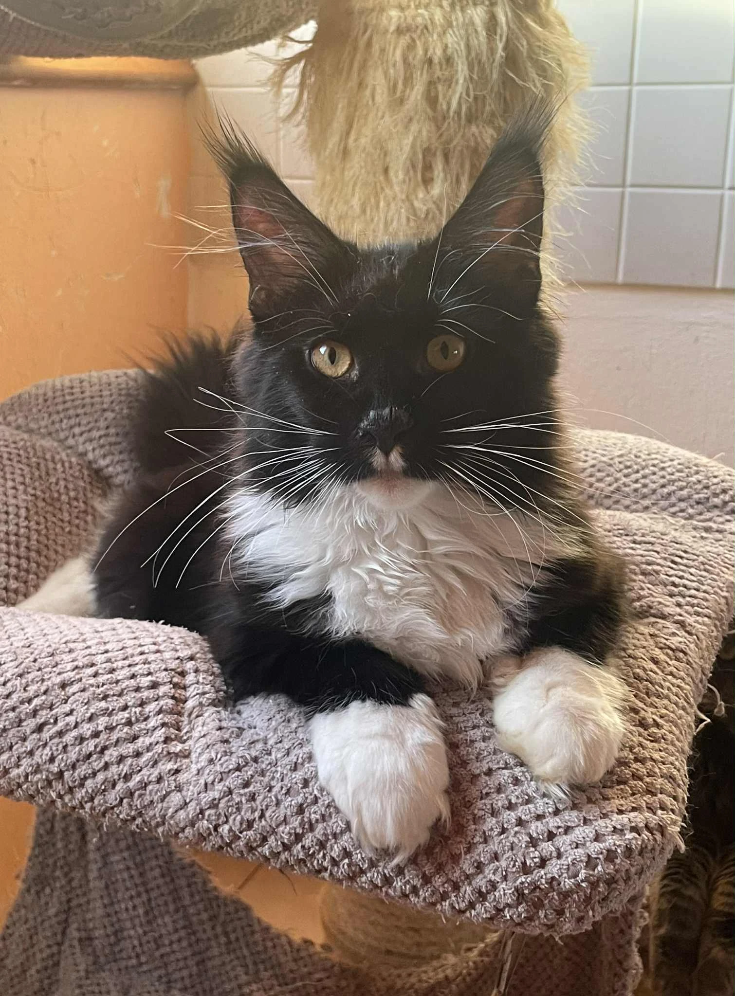 Mainská mývalí-koťátka