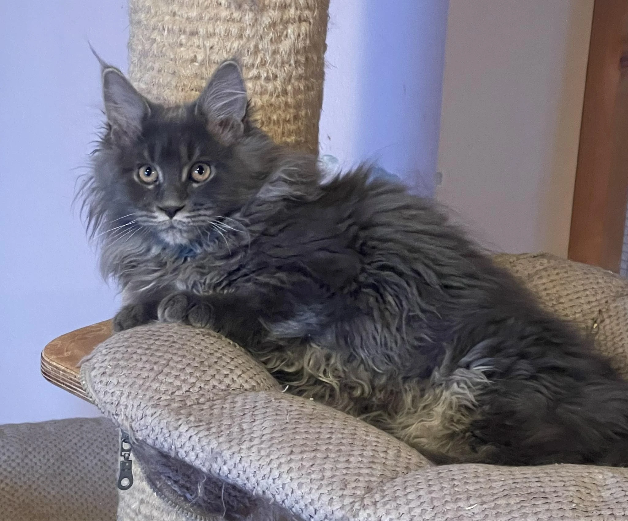 Mainská mývalí-koťátka