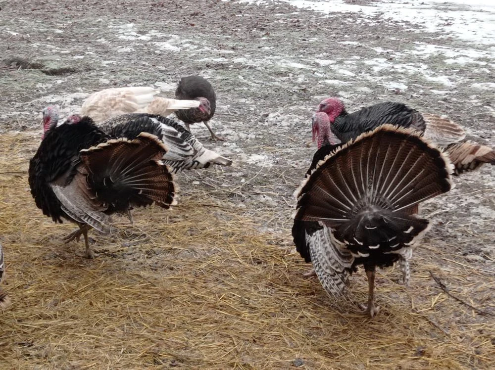 Prodám mladé krocany na chov