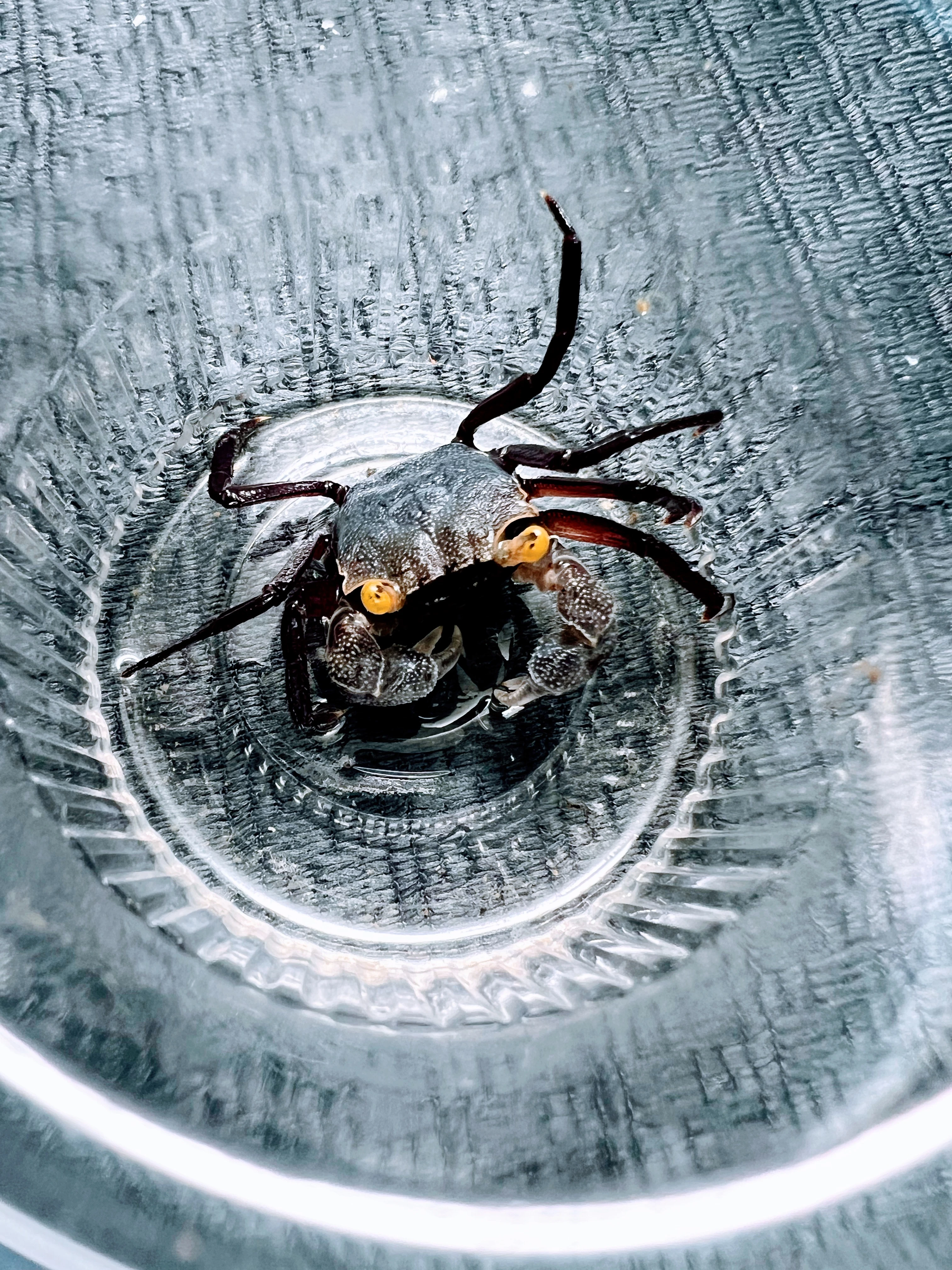 Geosesarma grey star