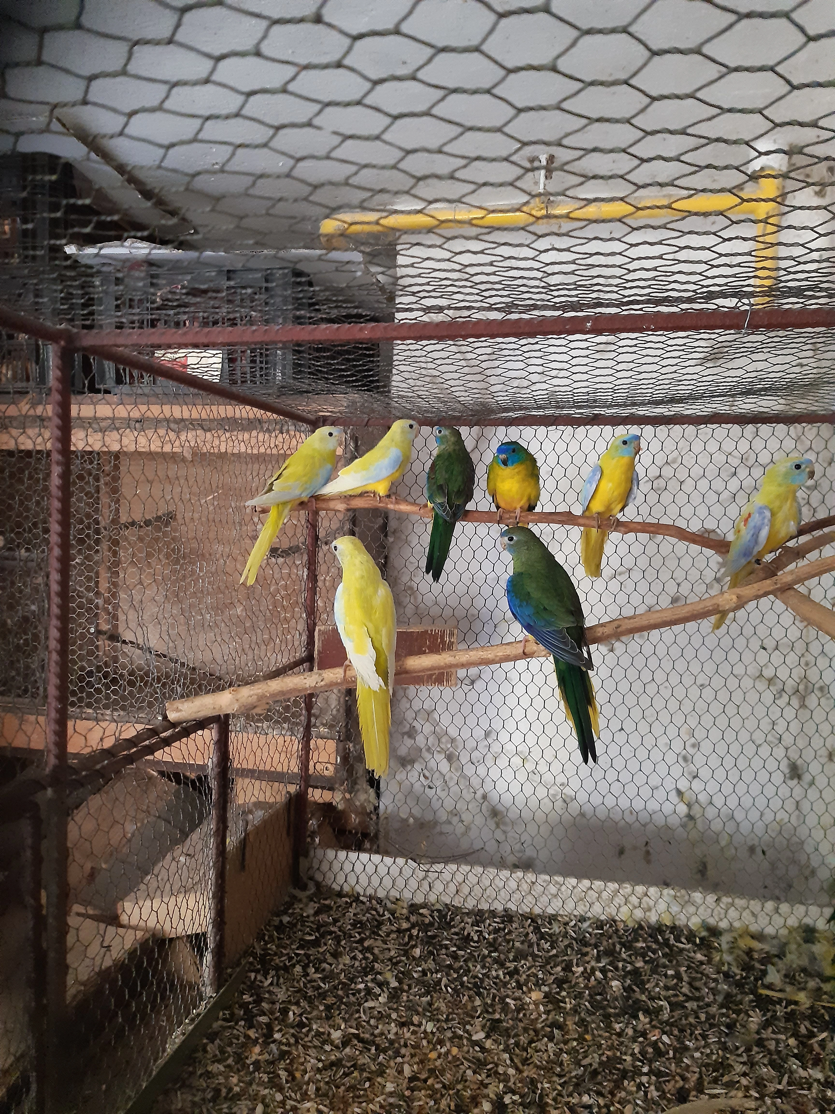 Neoféma Tyrkysová Lutino