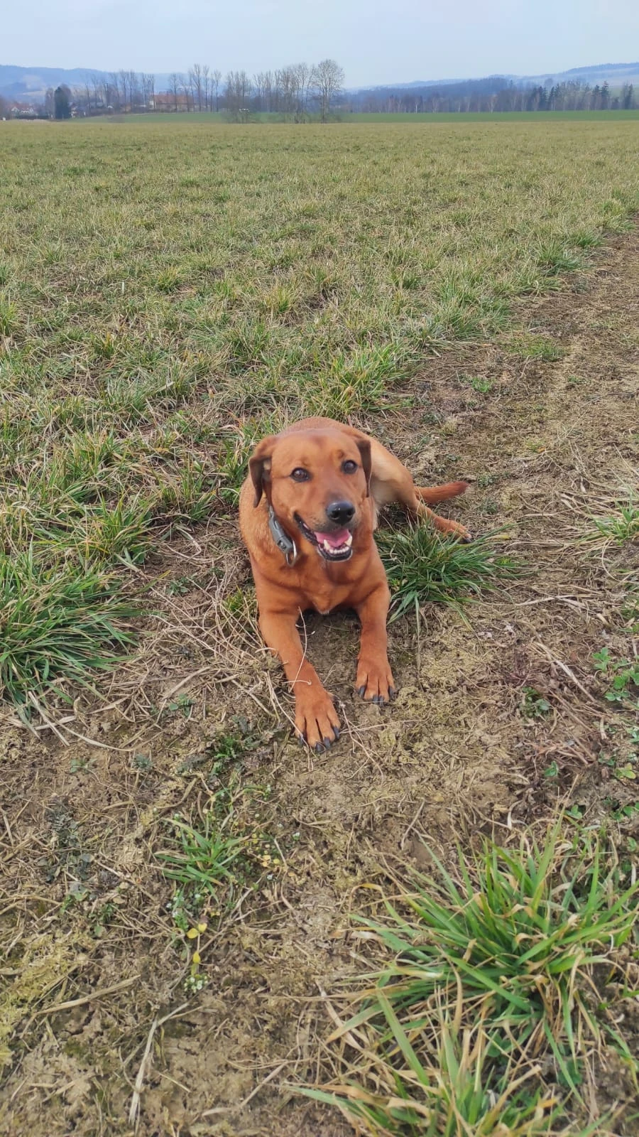 Hledám nového pána