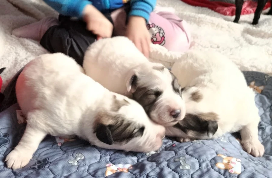 Pyrenejský horský pes chlupáči