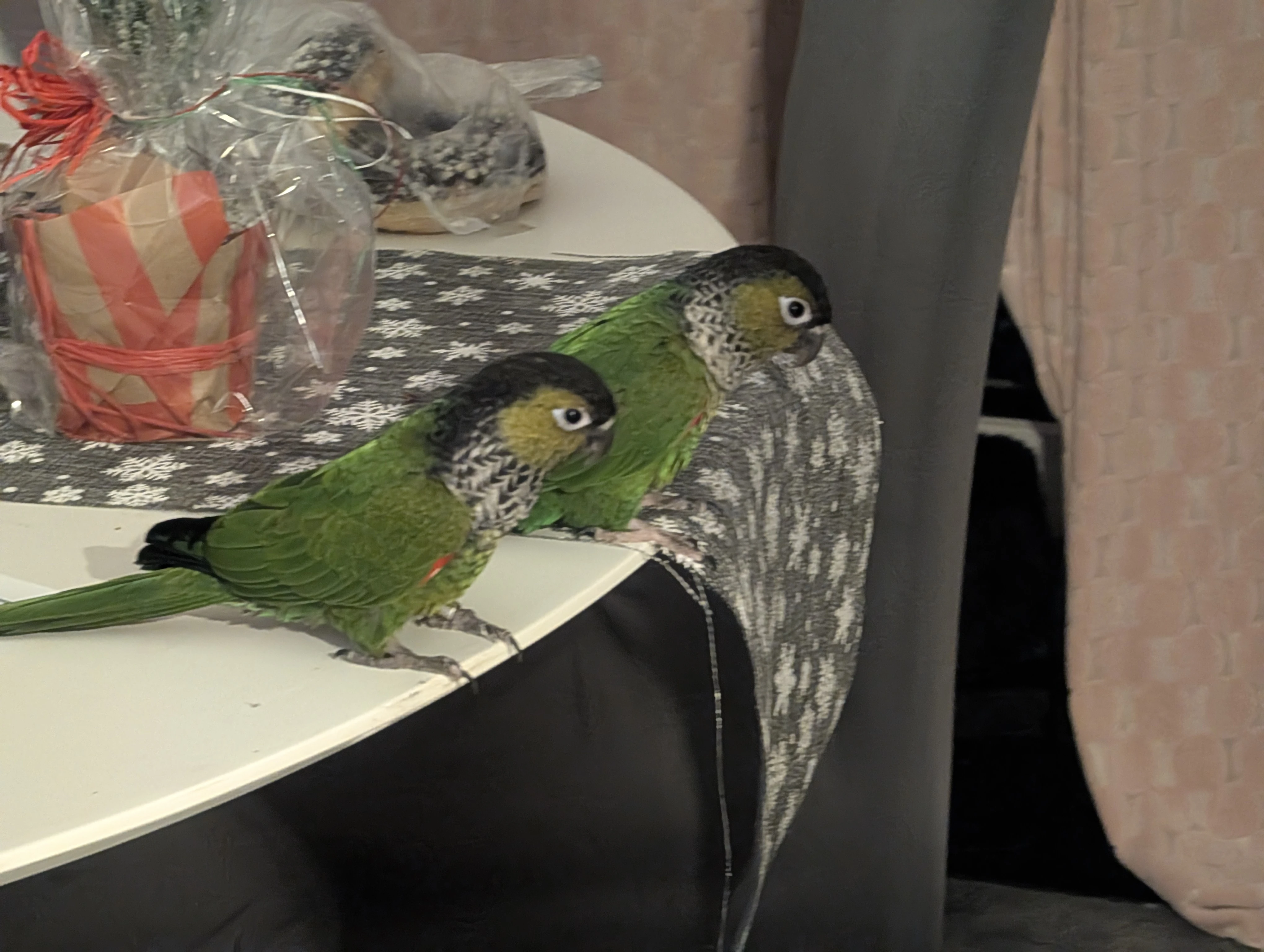 Prodám dvě samice - pyrura černohlavý