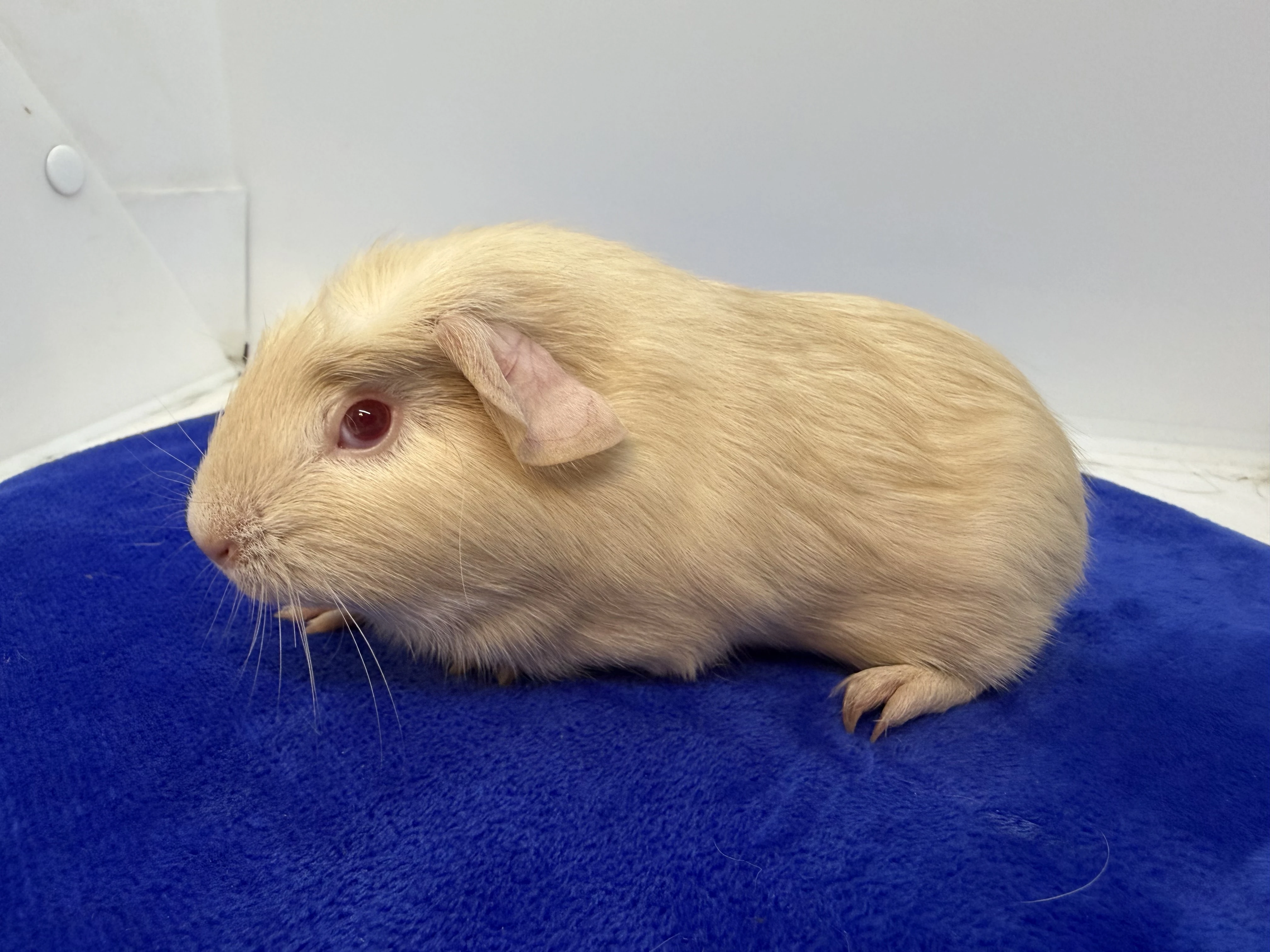 Morče crested sameček fox béžová