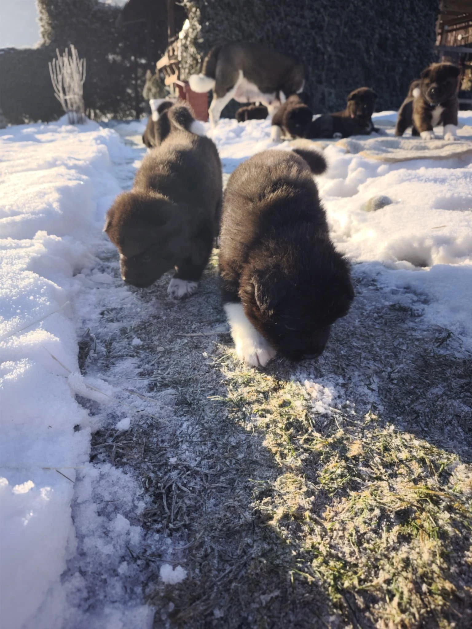 Americká Akita štěňátka s PP prodám