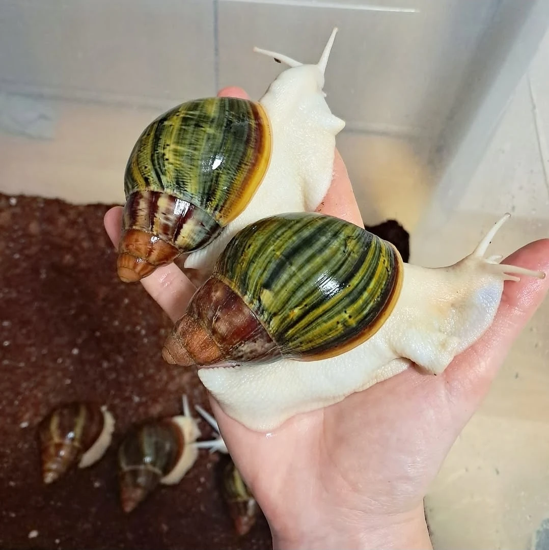 Archachatina Purpurea Ghana F2 albino body - africký šnek