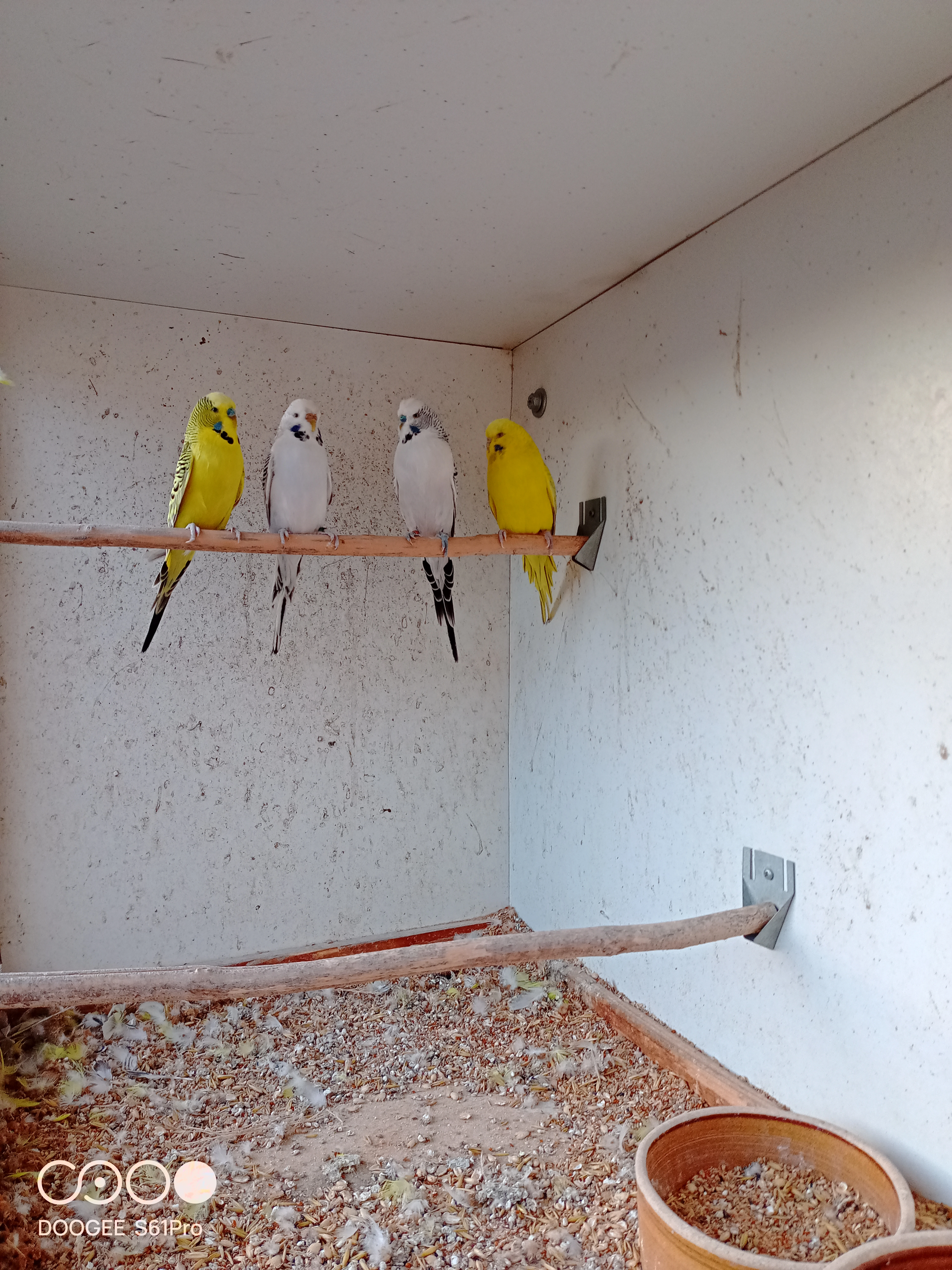 Andulky vlnkované - texas clear body 0.2