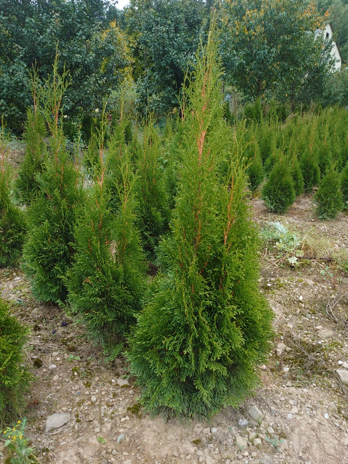 Jaro 2026 Thuje Smaragd na živý plot