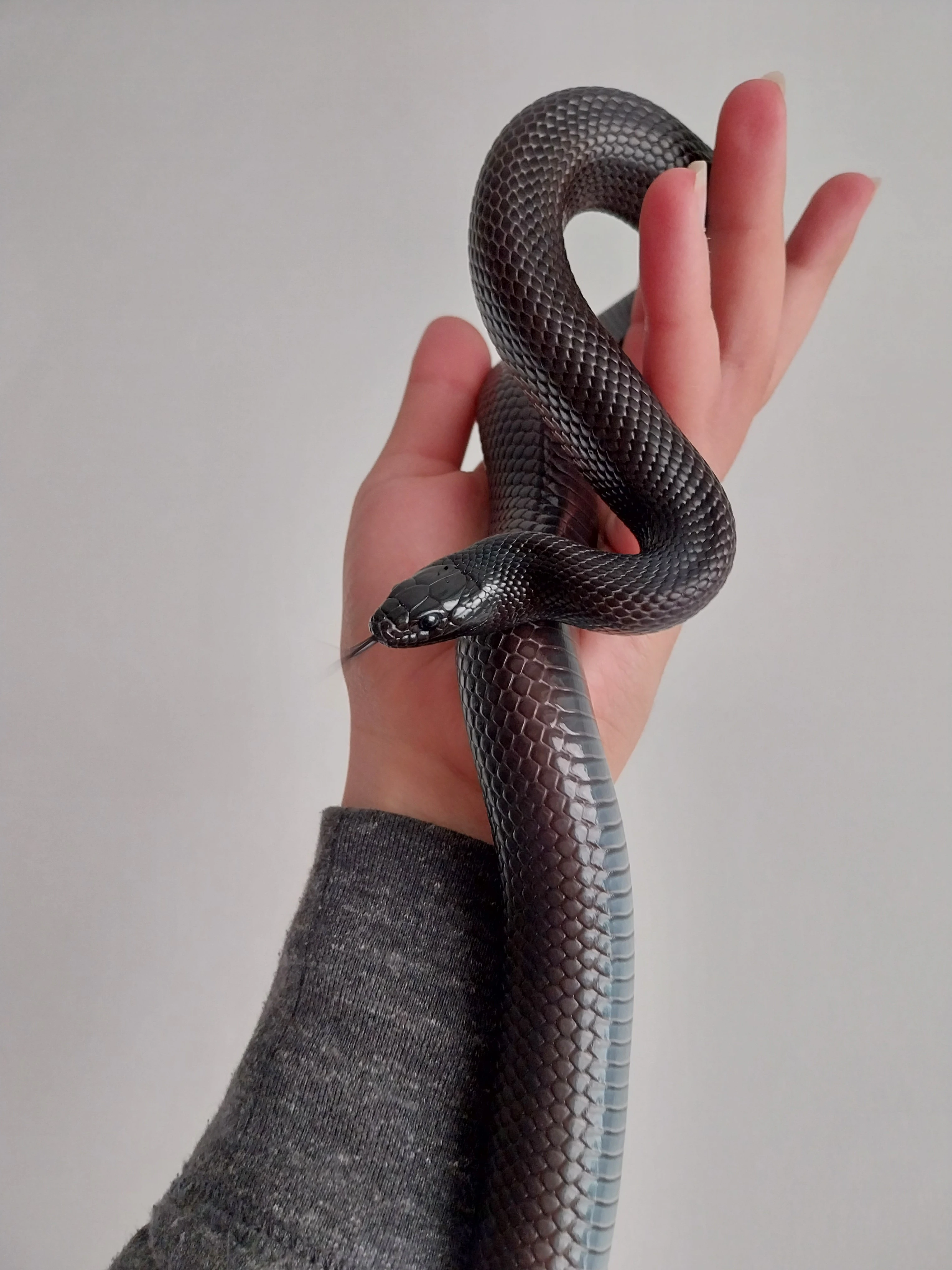 Prodám korálovku pruhovanou i s vybavením