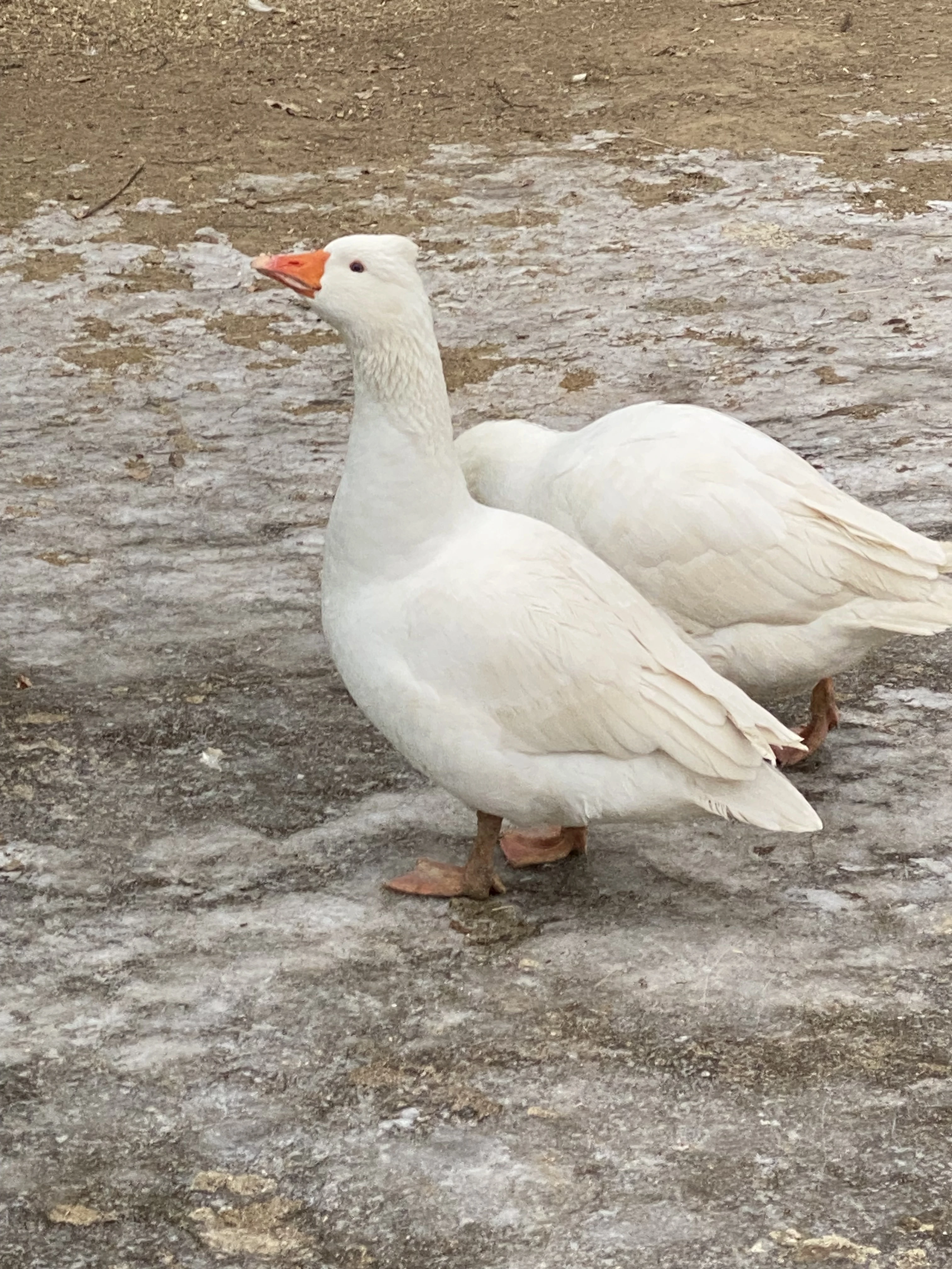 Houser husy české chocholaté