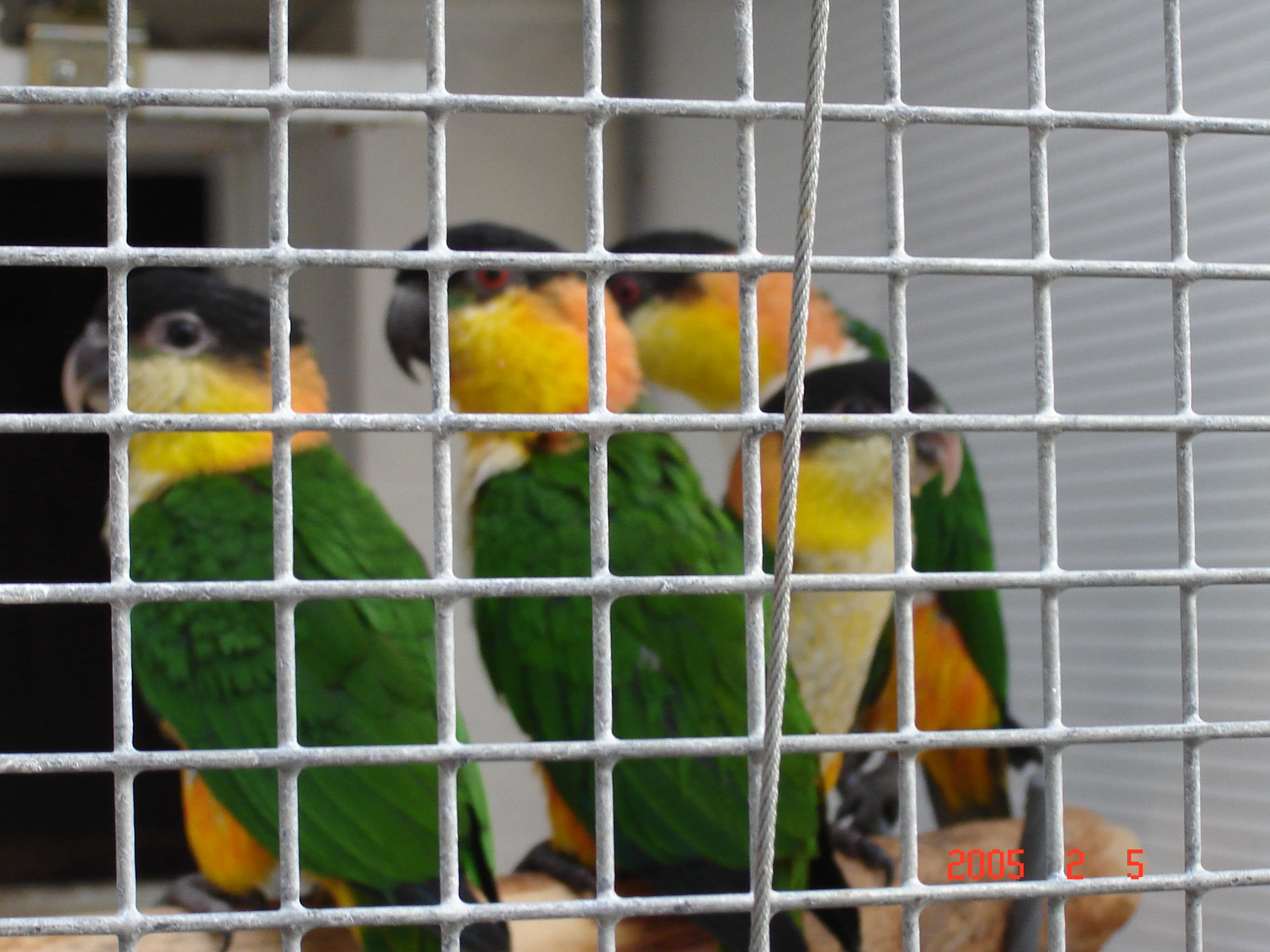 Amazonek černotemenný