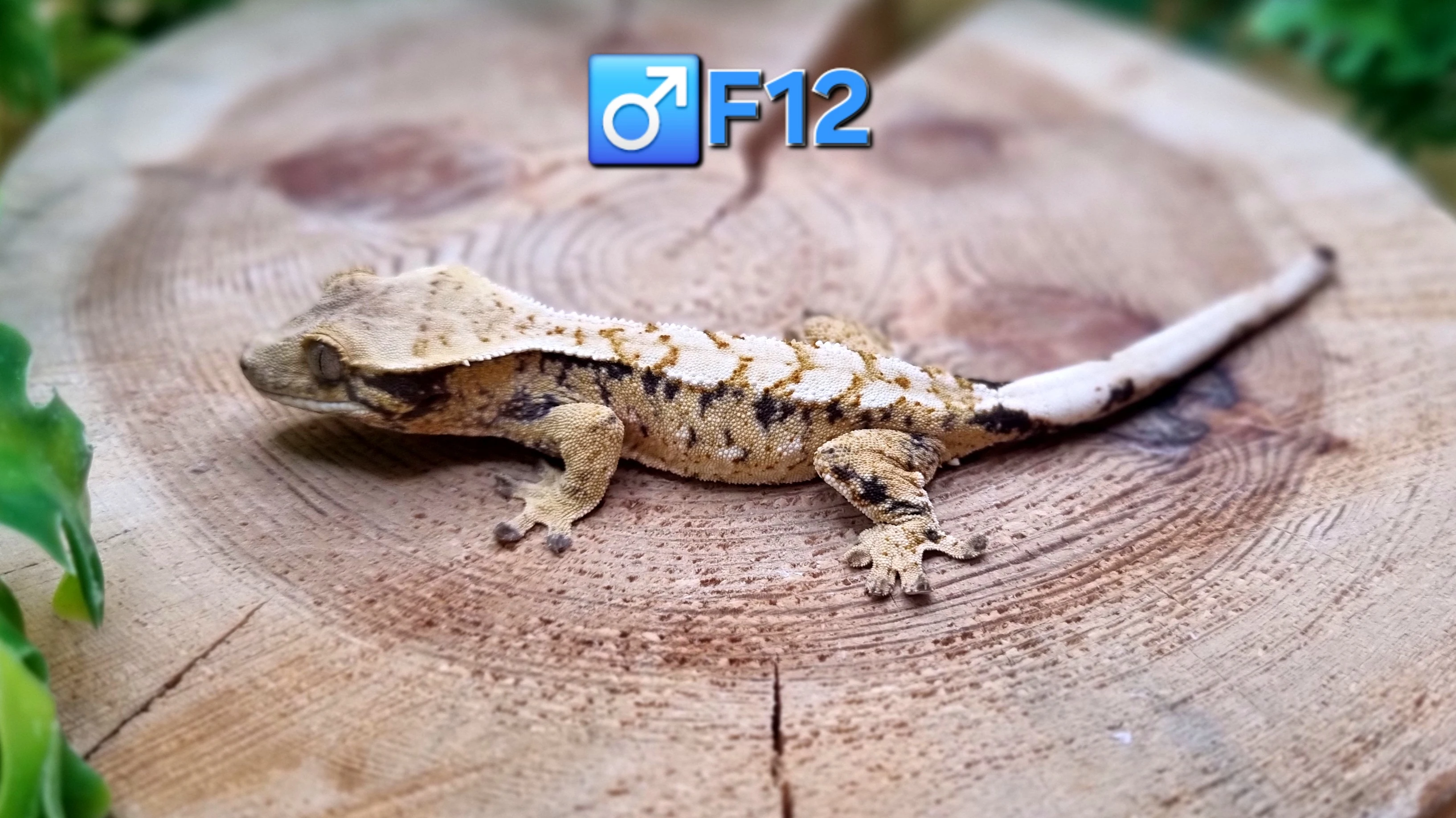 Sameček pagekon řasnatý