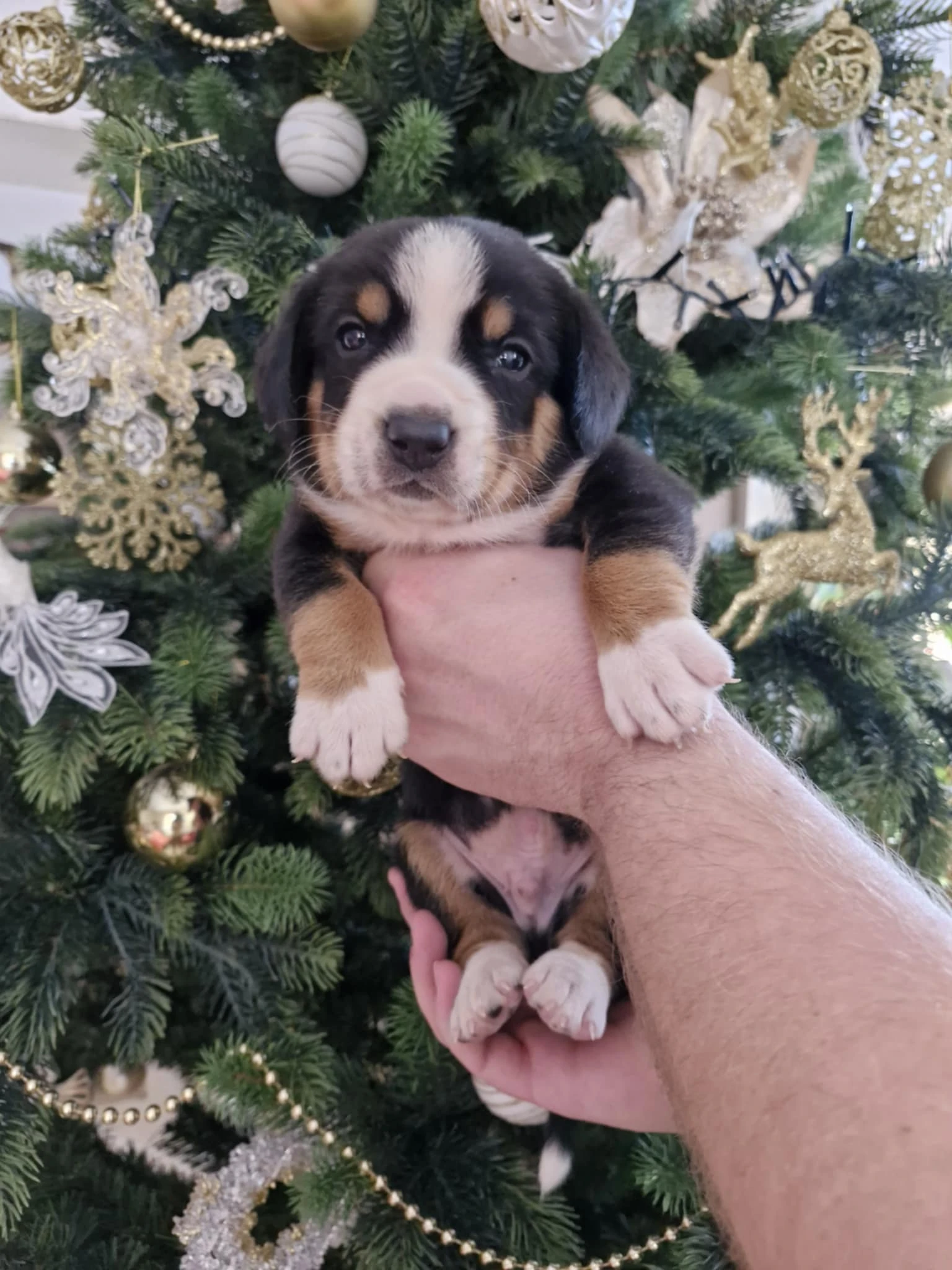 Entlebušský salašnícky pes - šteniatka FCI s PP