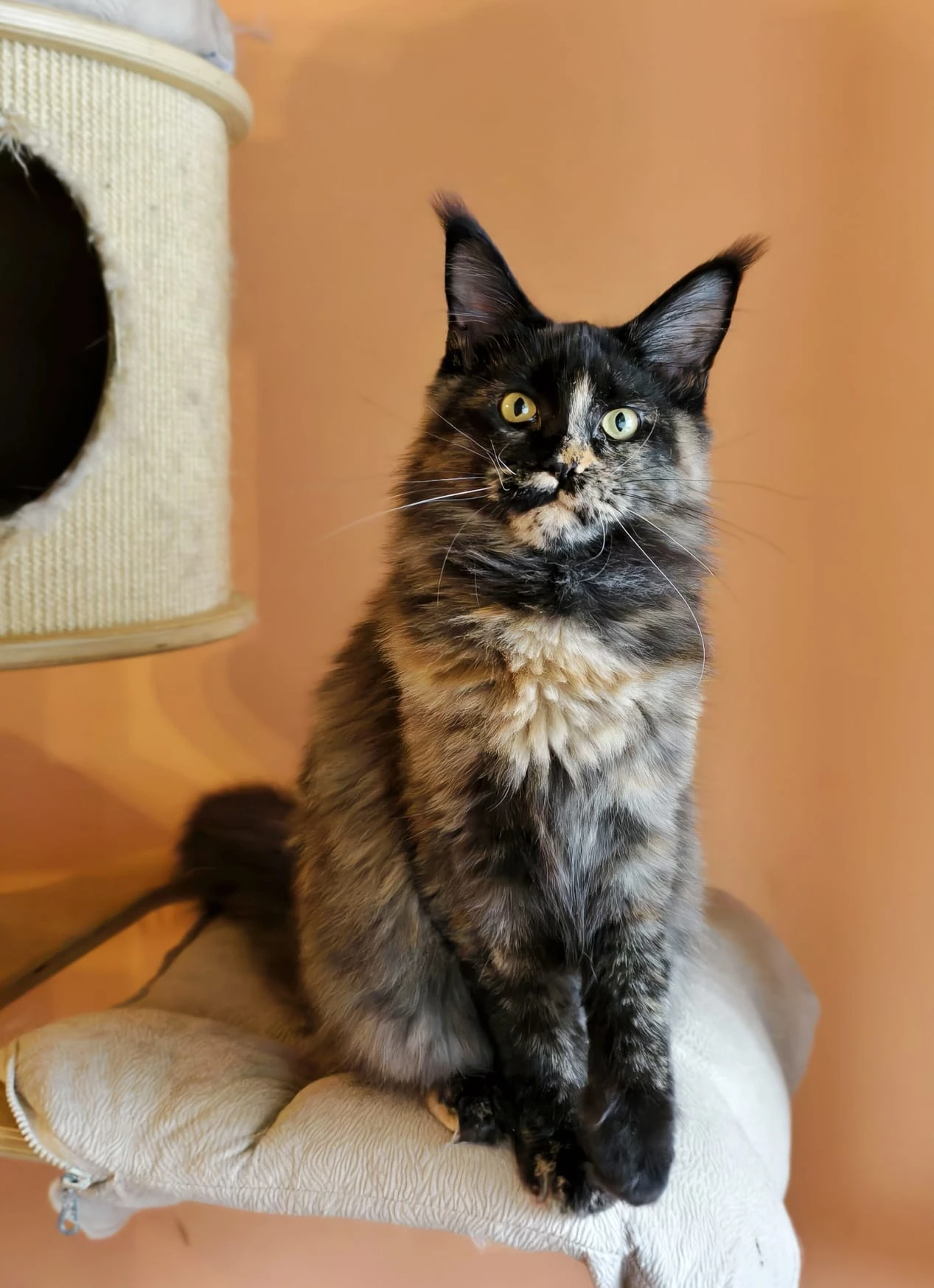 Prodám mainskou mývalí kočičku s PP