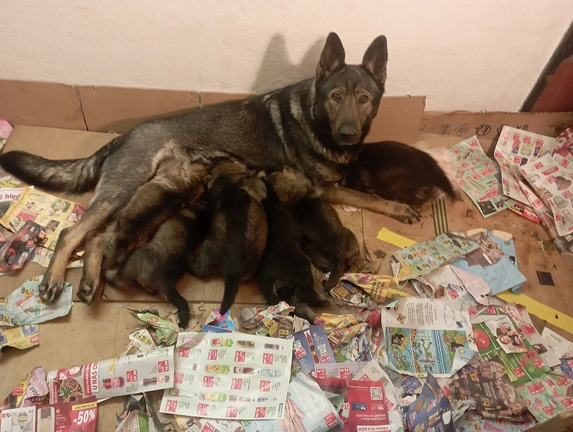 Německý ovčák štěnata s pp