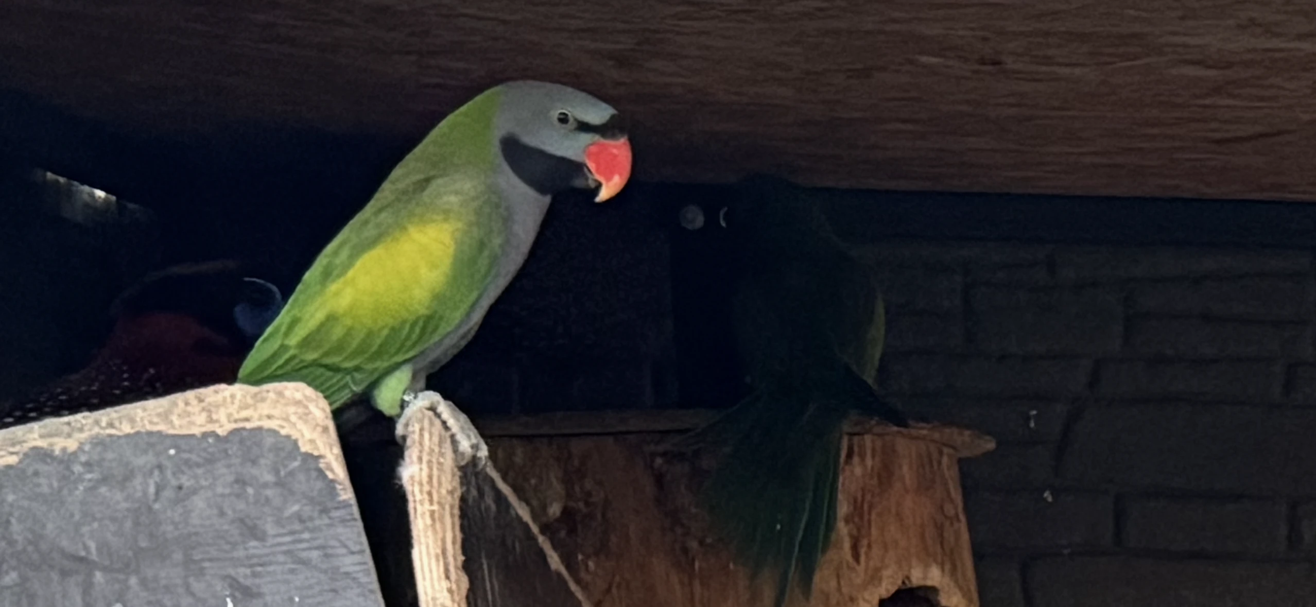 Chovný samec Alexandr čínský 23