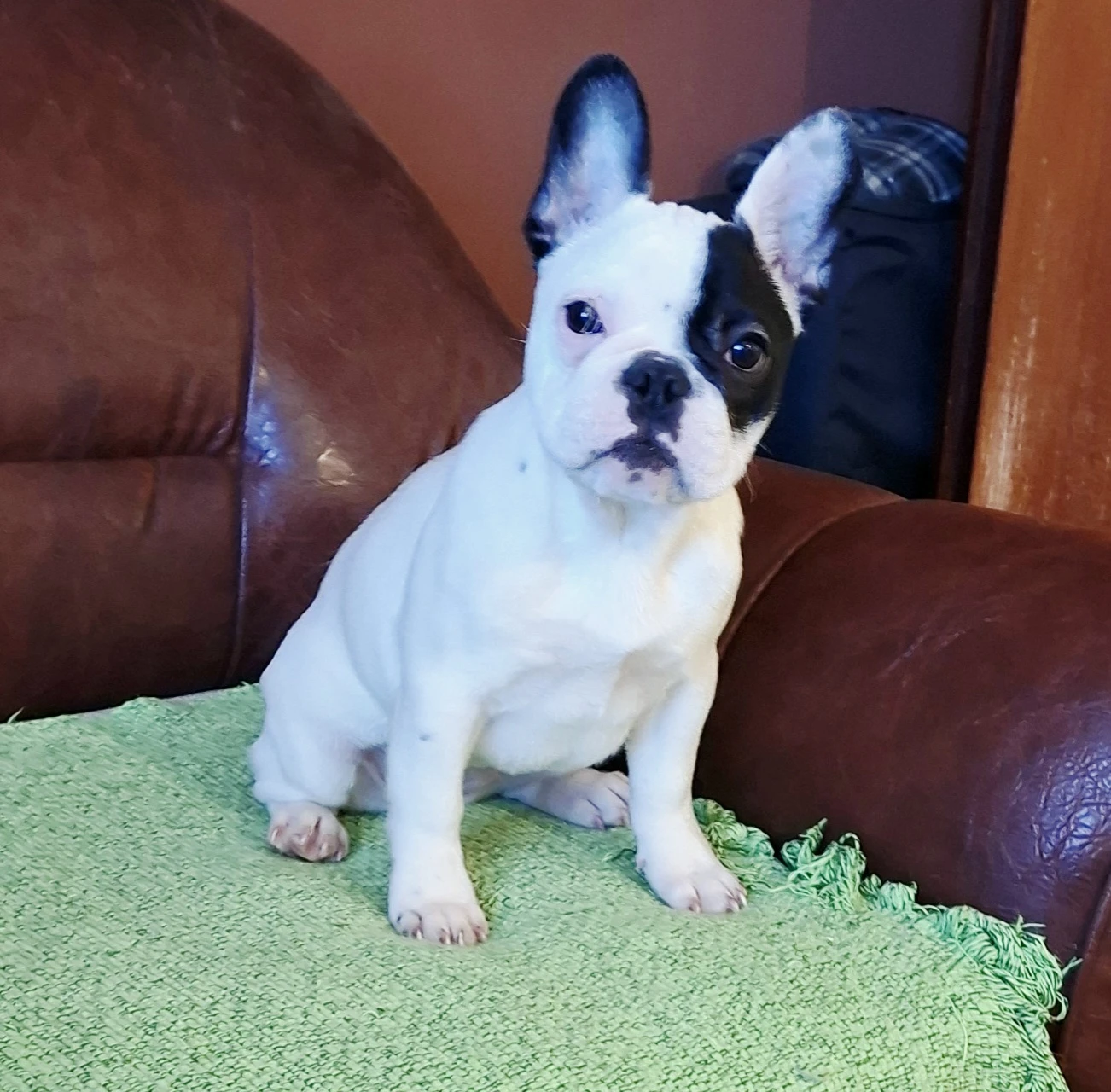 Francouzský buldoček – krásné štěně feny