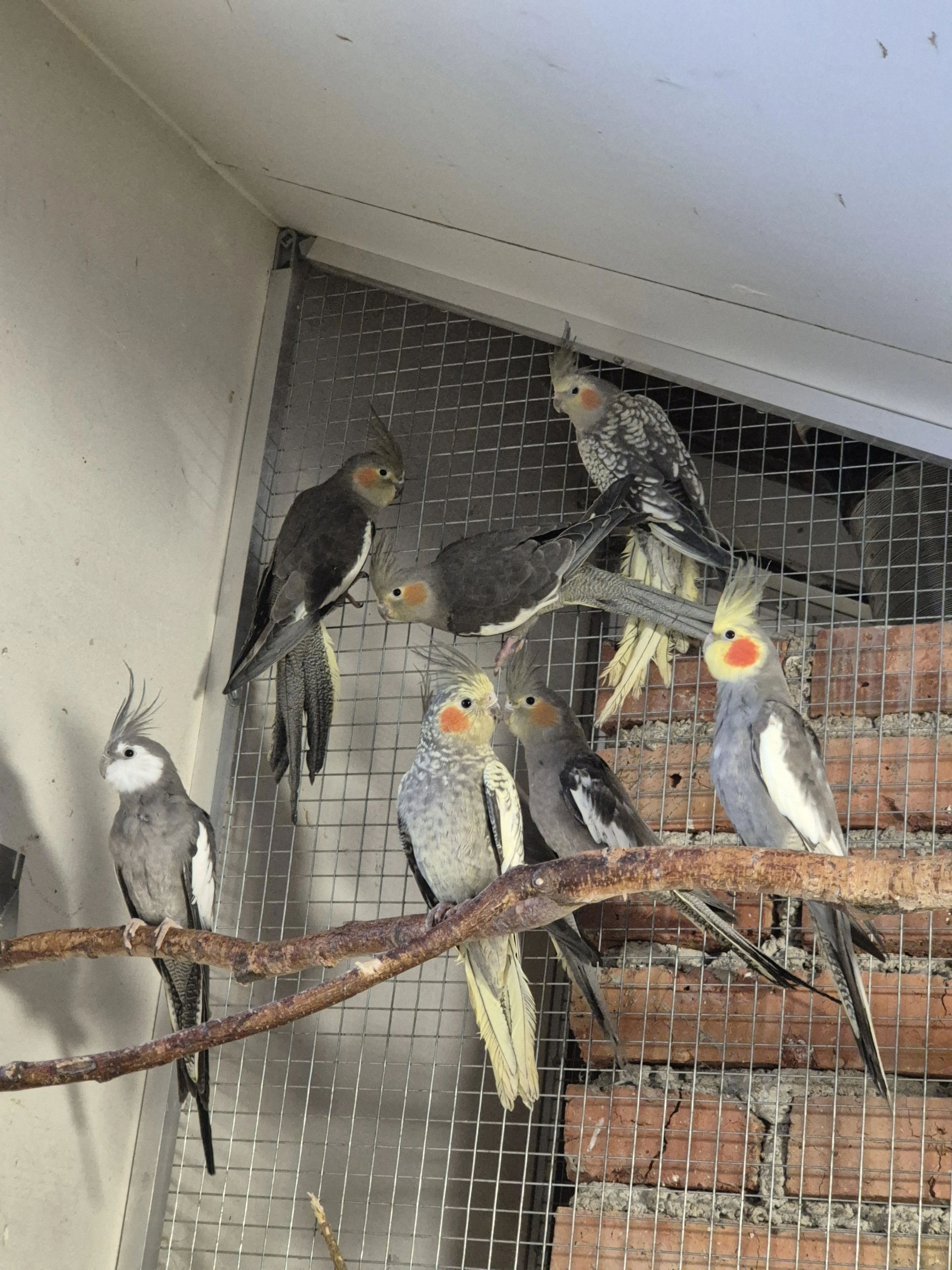 Korely šedé-přírodní, perlové, bělohlavé.