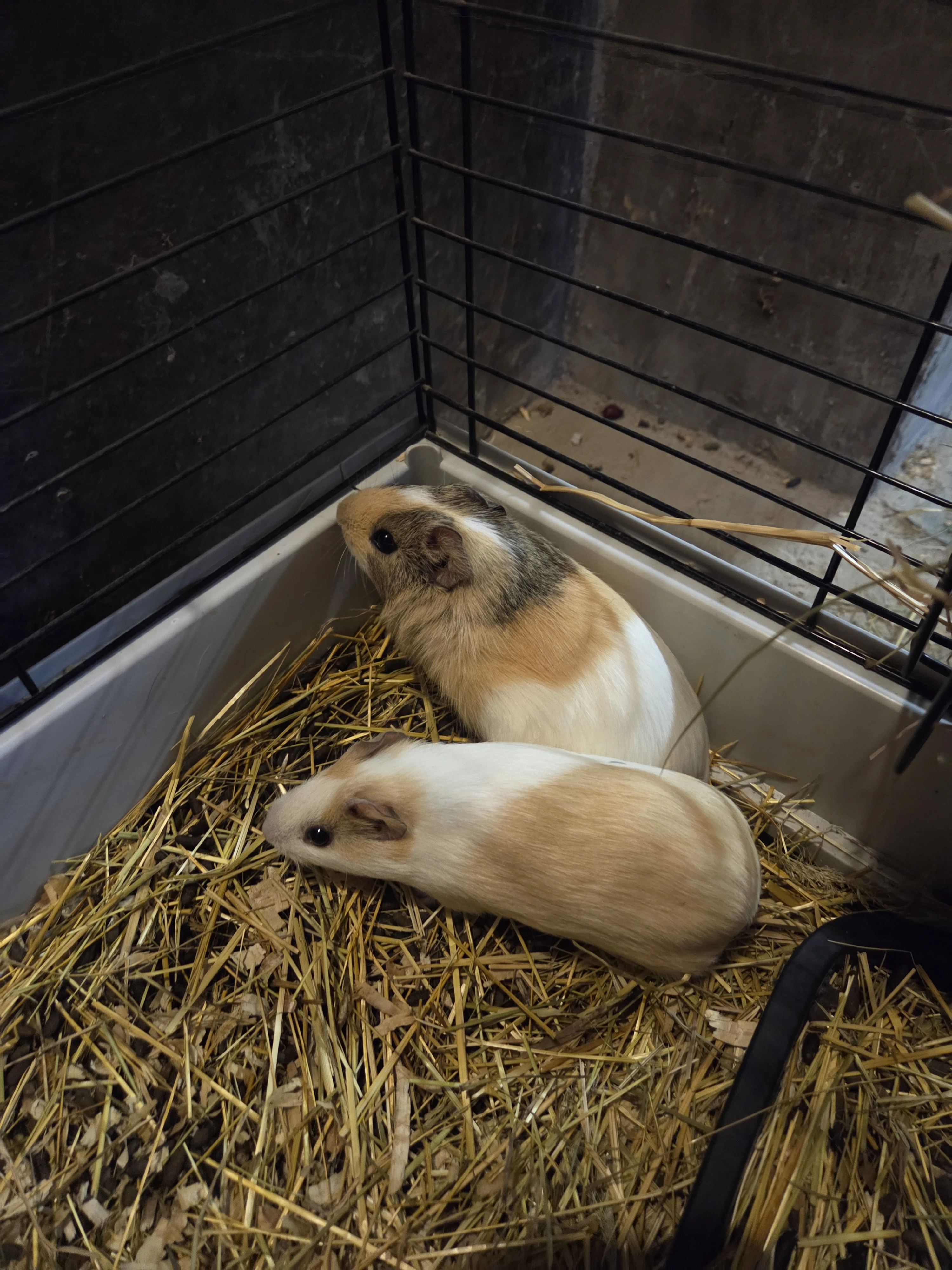 Prodám dvě morčata