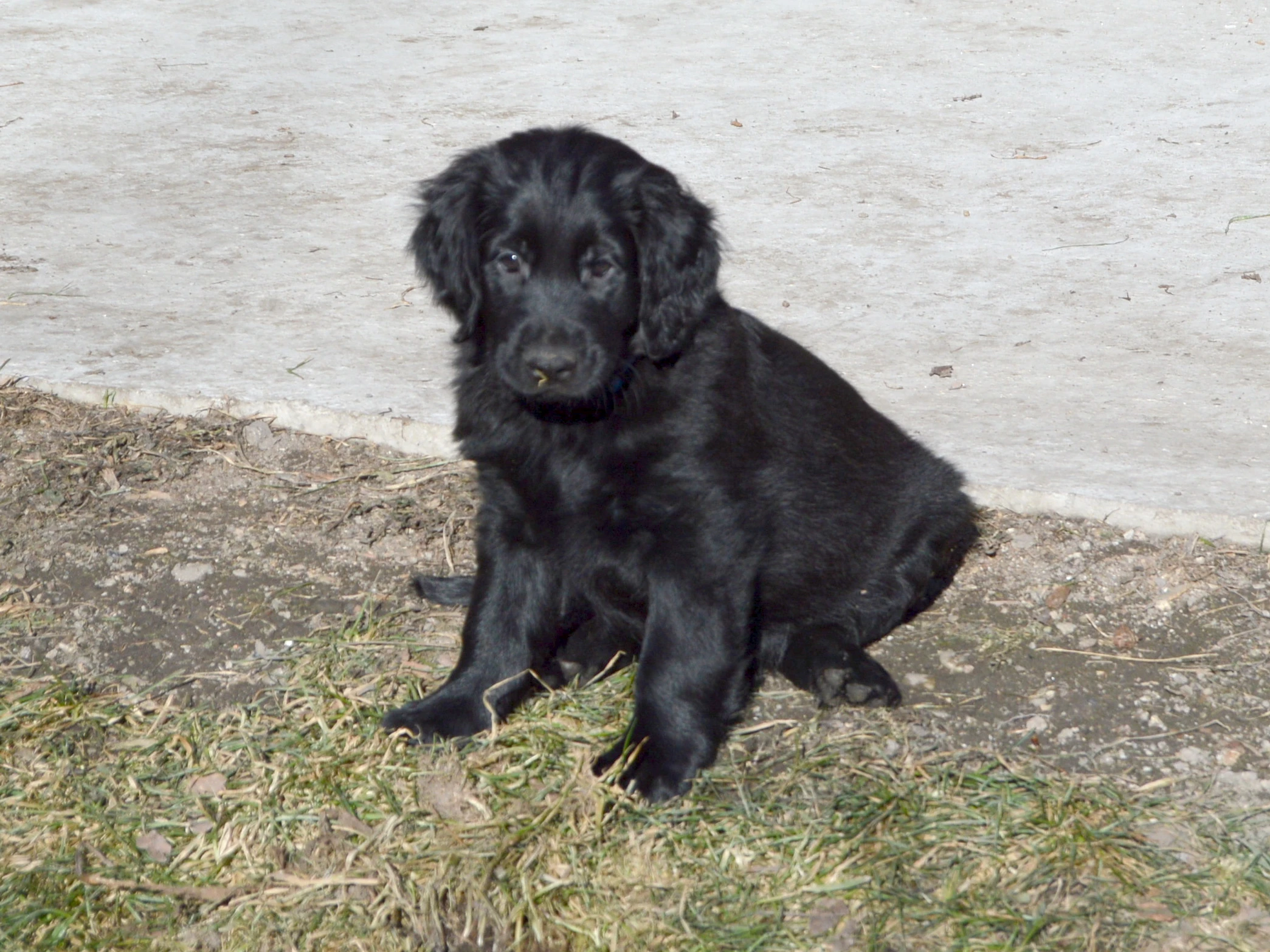 Štěňata flat coated retrievera s PP