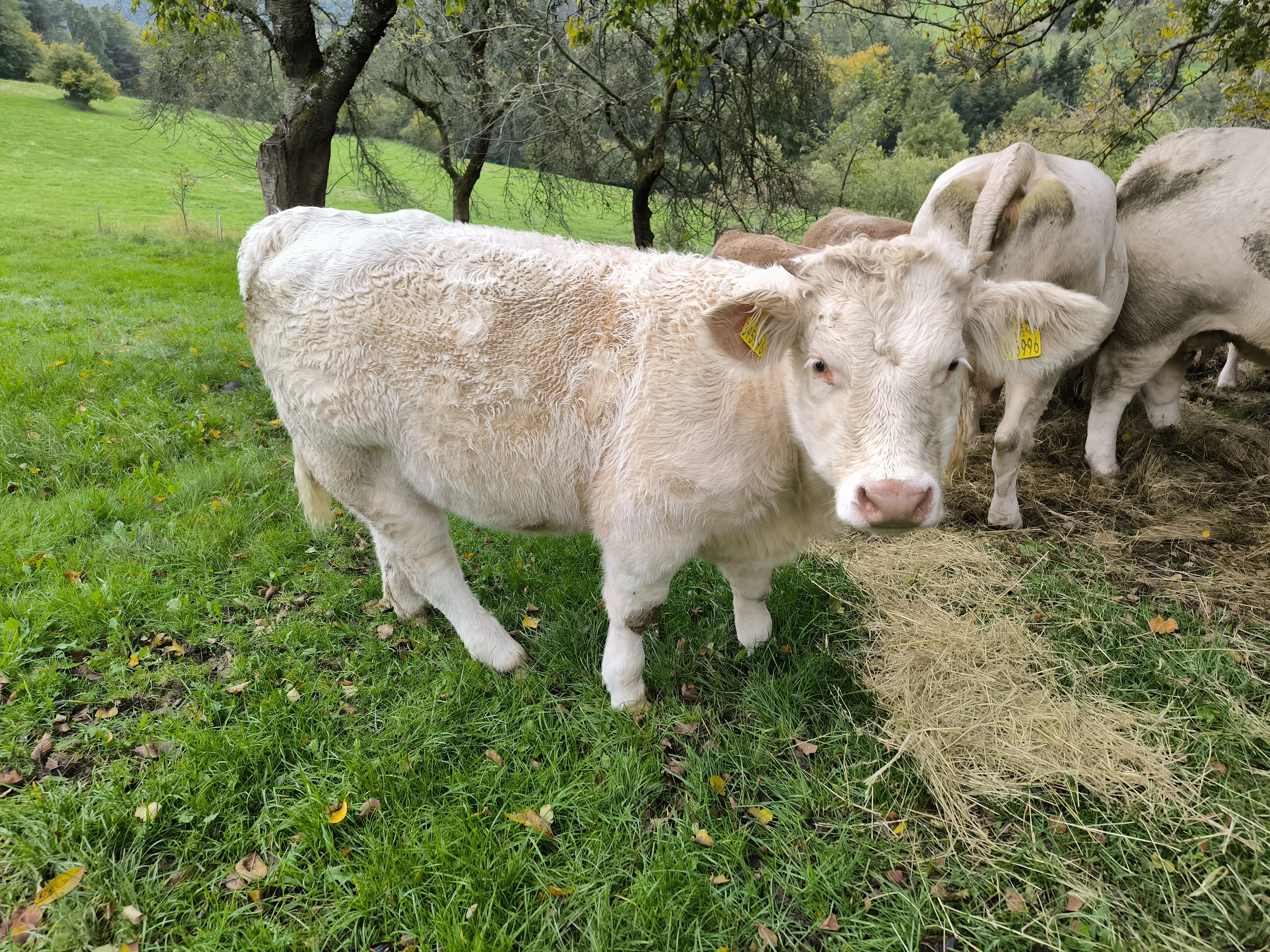 Charolais jalovice