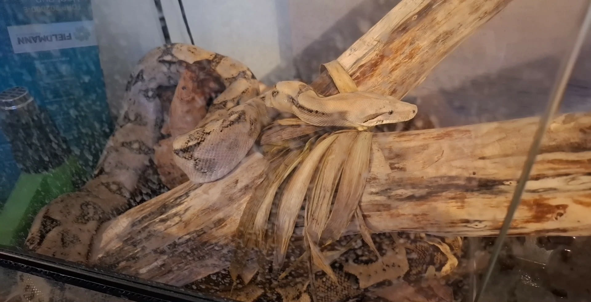 Hroznýš královský