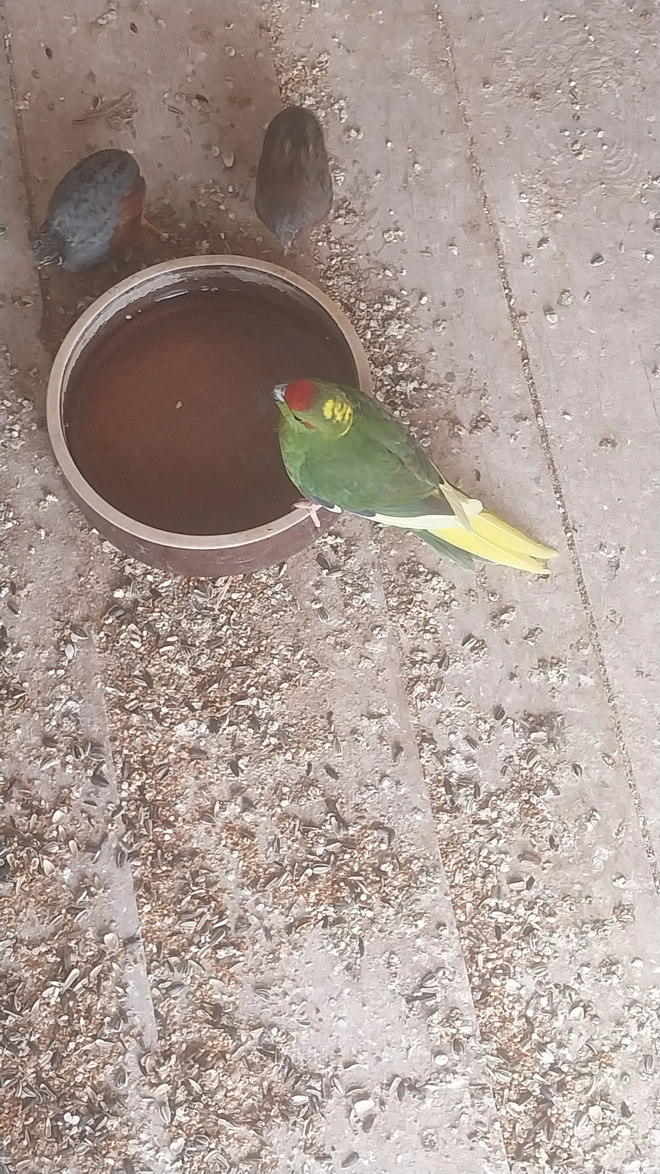 Prodám kakariki rudočelé