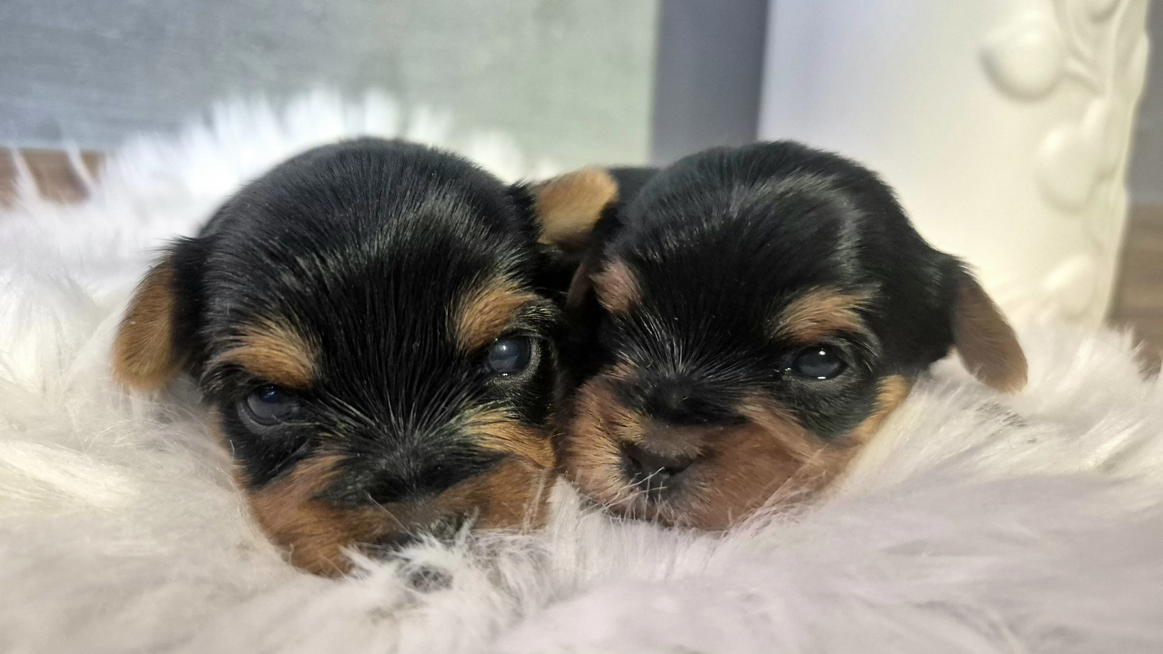 Jorkšírský terier, štěňátka s PP FCI