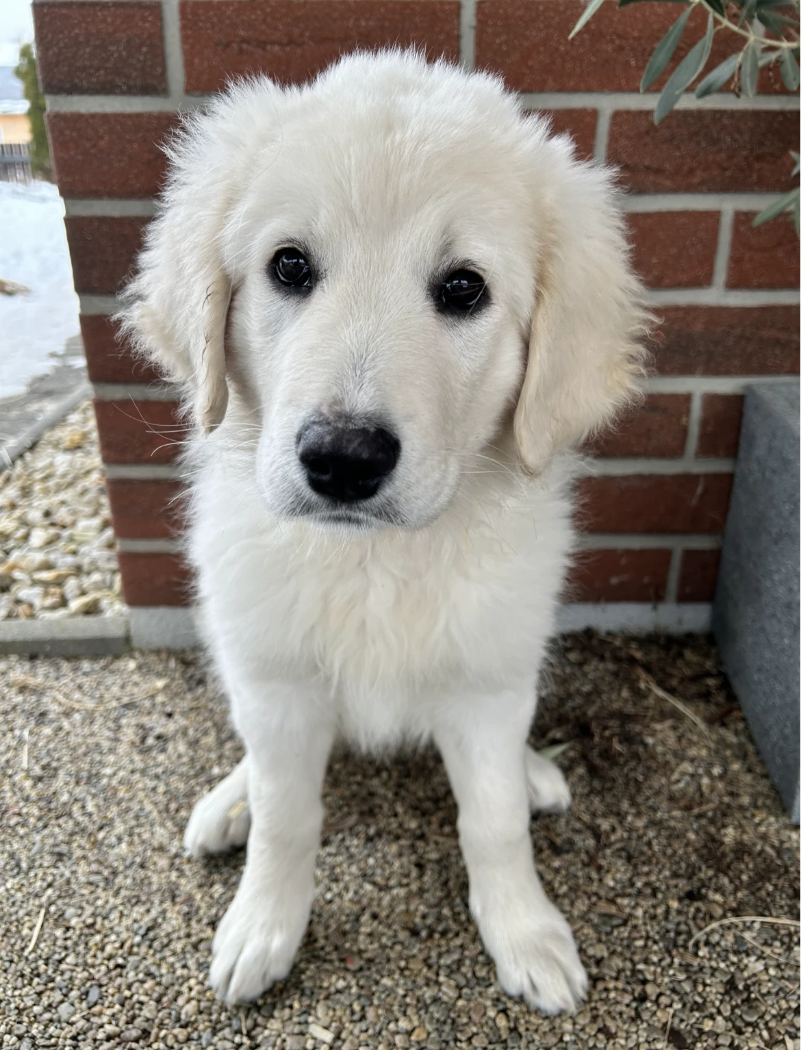 Slovenský čuvač - štěňátko s PP