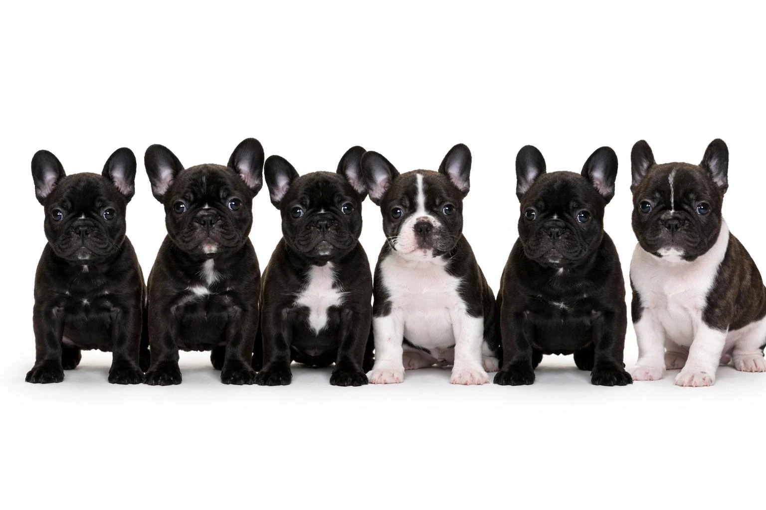 Francouzský buldoček s PP FCI