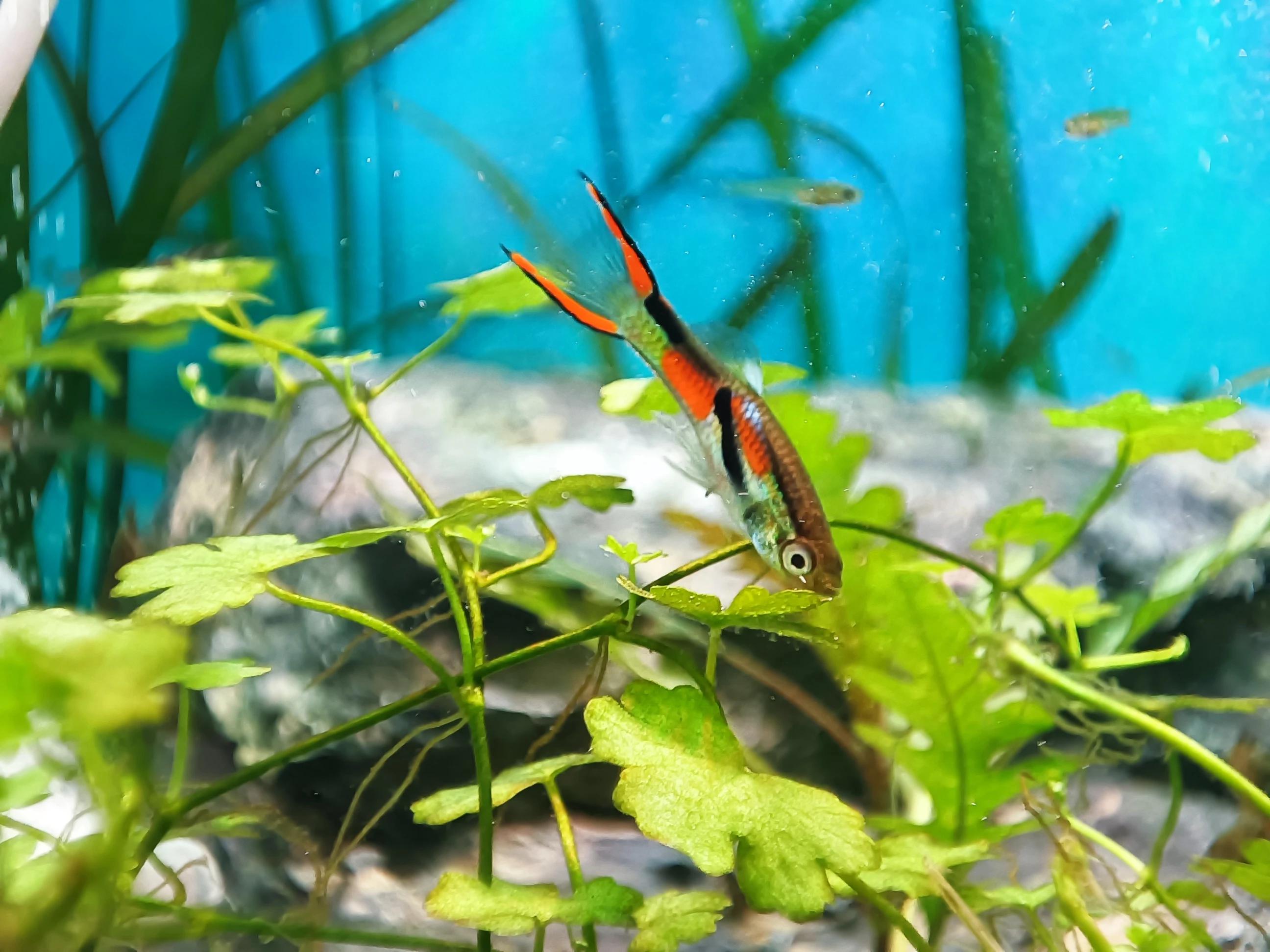 Prodám kompletní chovné hejno Endlerek (cca 100 ks) – Zrušení chovu