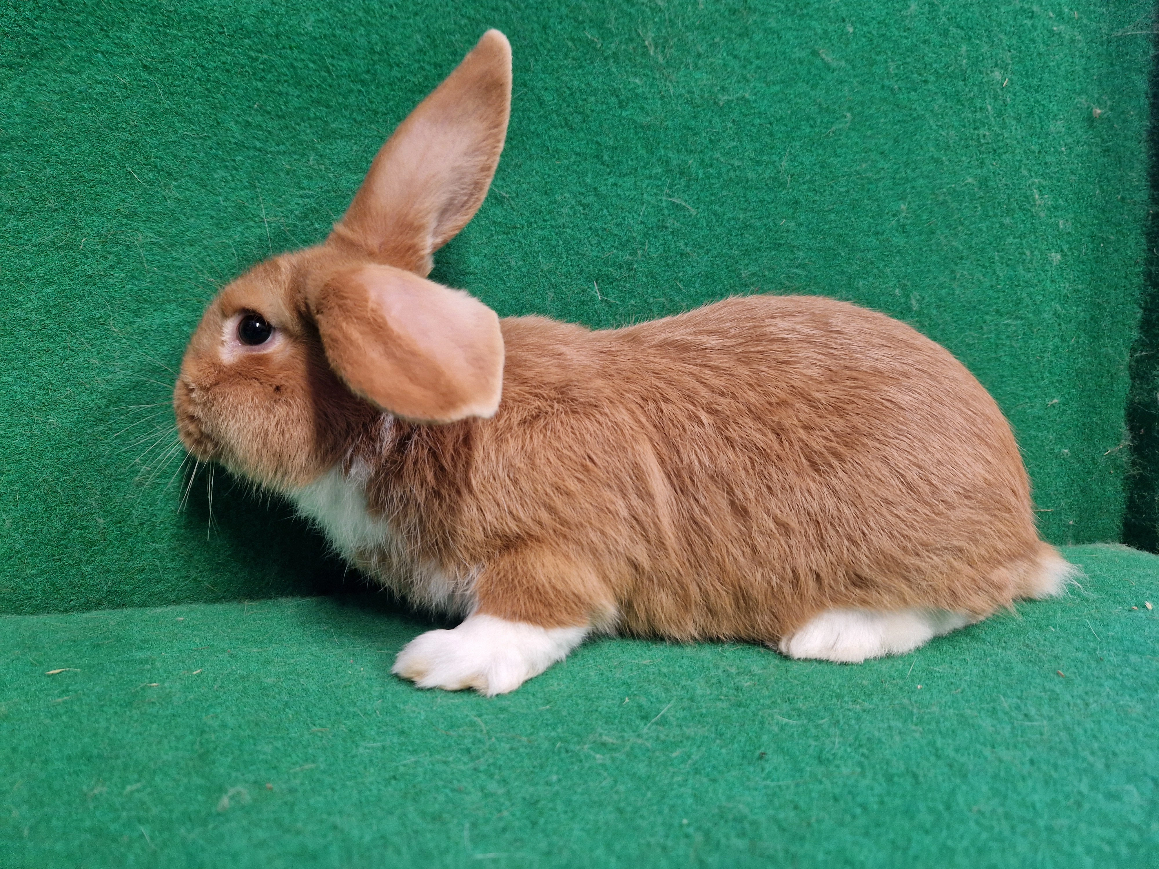 Užitkový kříženec francouzský beran X meklenburský strakáč
