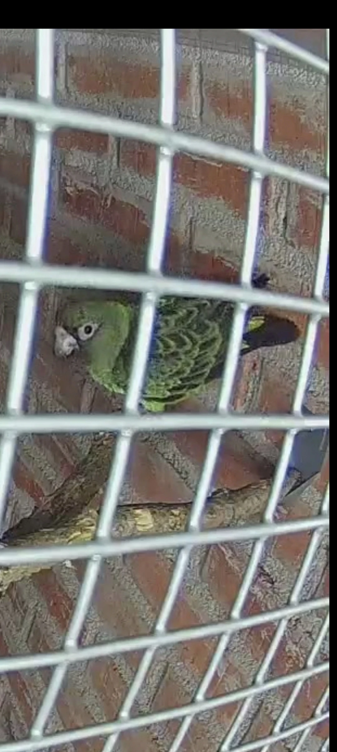 Papoušek konžský gulielmi gulielmi 1.0