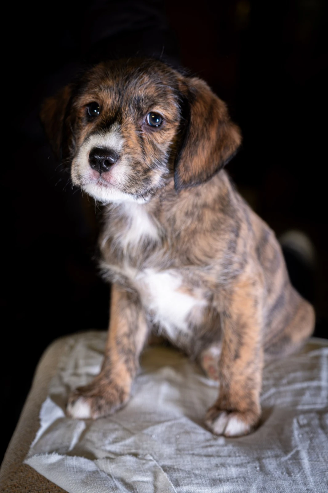 Prodej štěňat - křížence