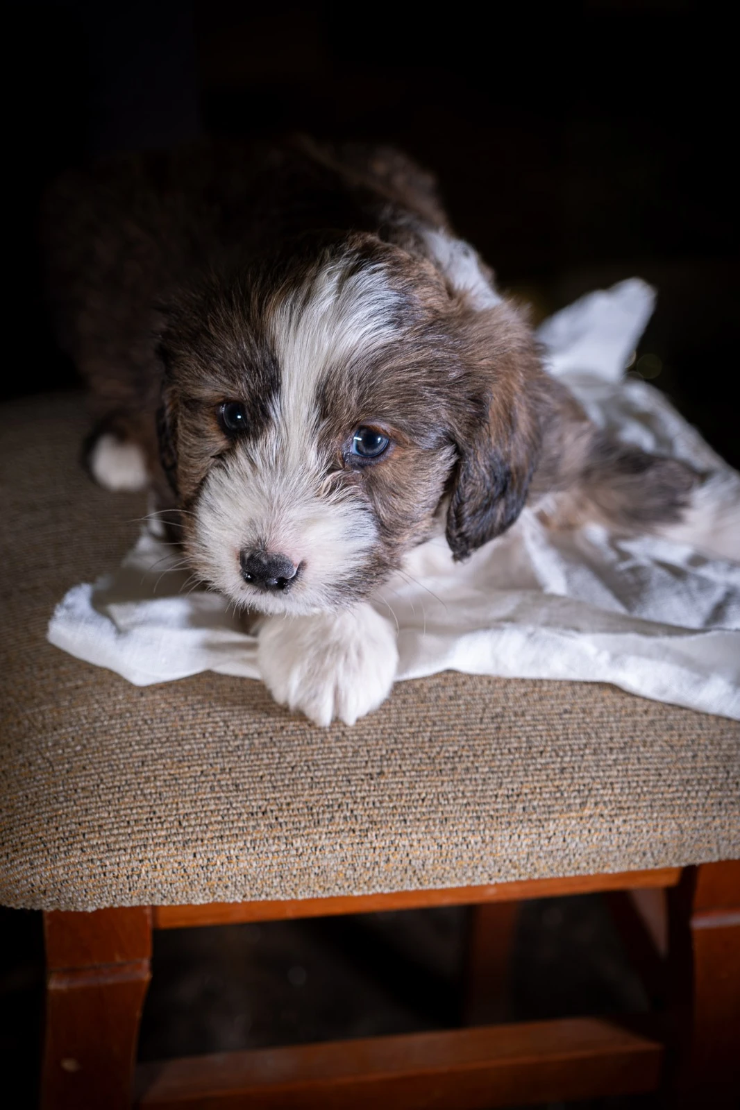 Prodej štěňat - křížence