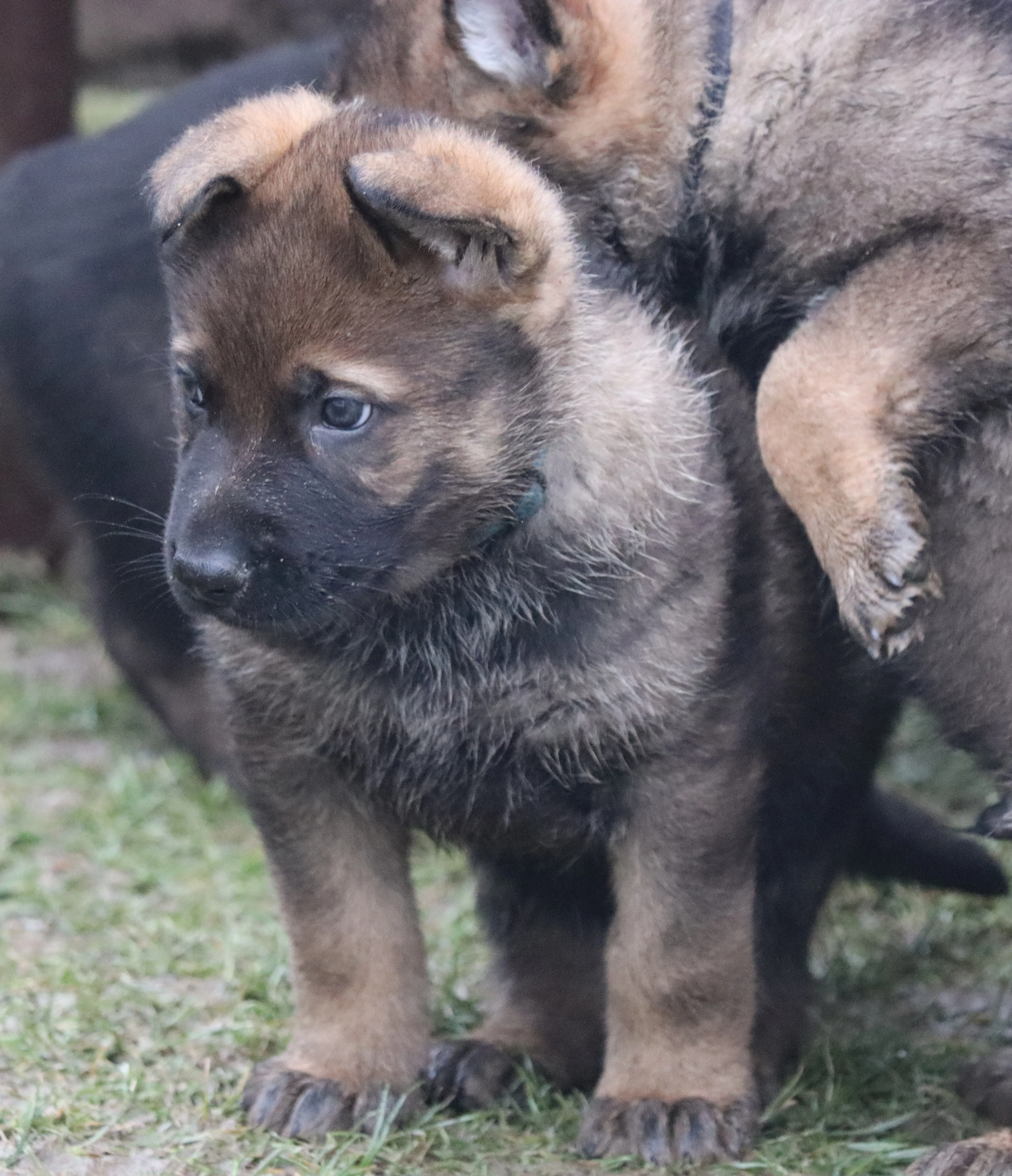 Německý ovčák s PP