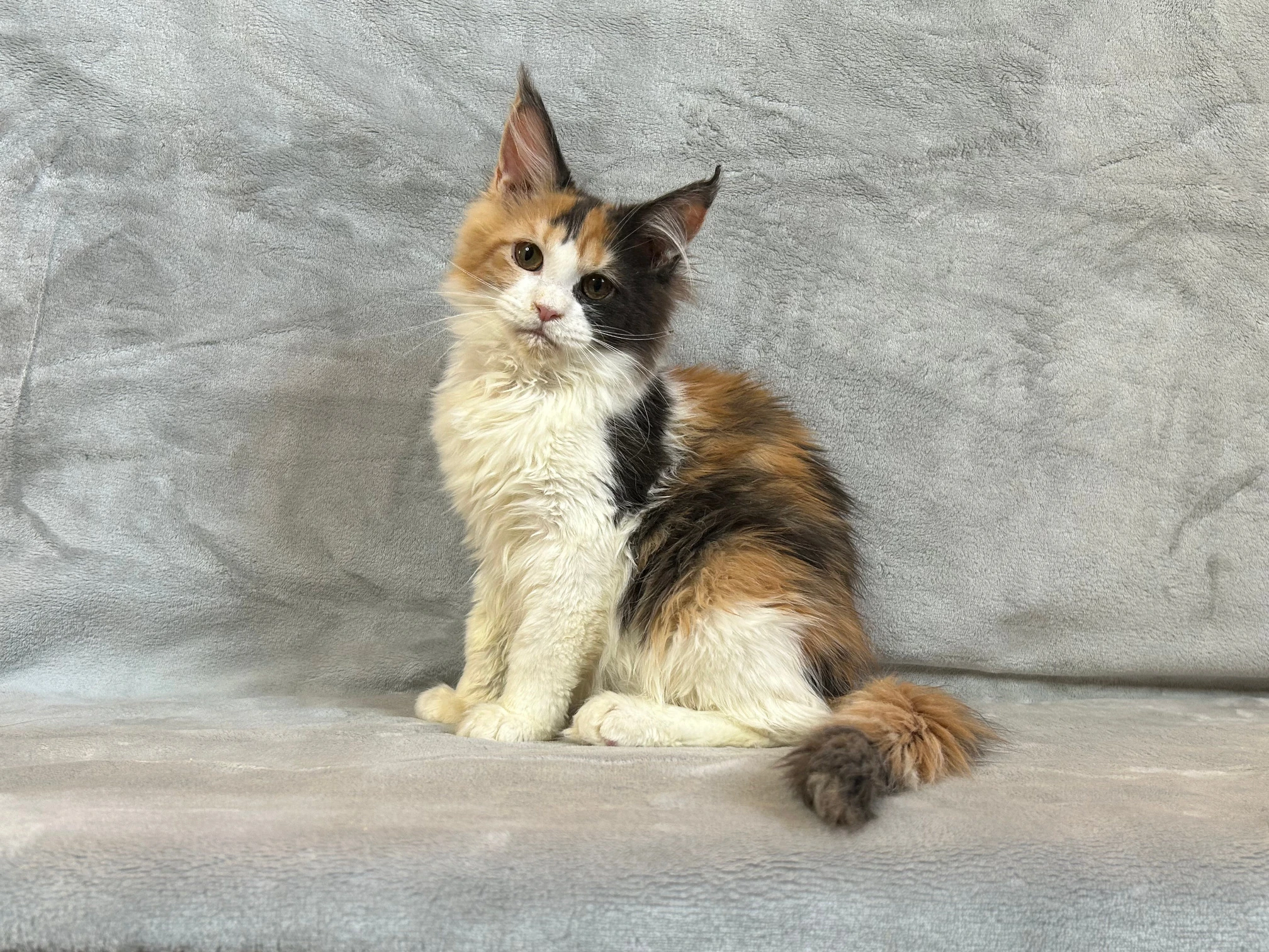 Tříbarevná kočička - Mainská mývalí s PP