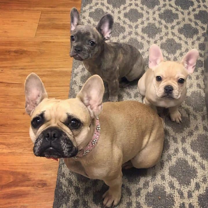 Štěňata francouzského buldočka k prodeji dnes