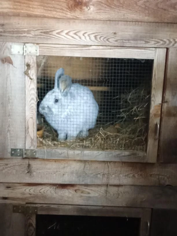 Samec velký světlý stříbřitý