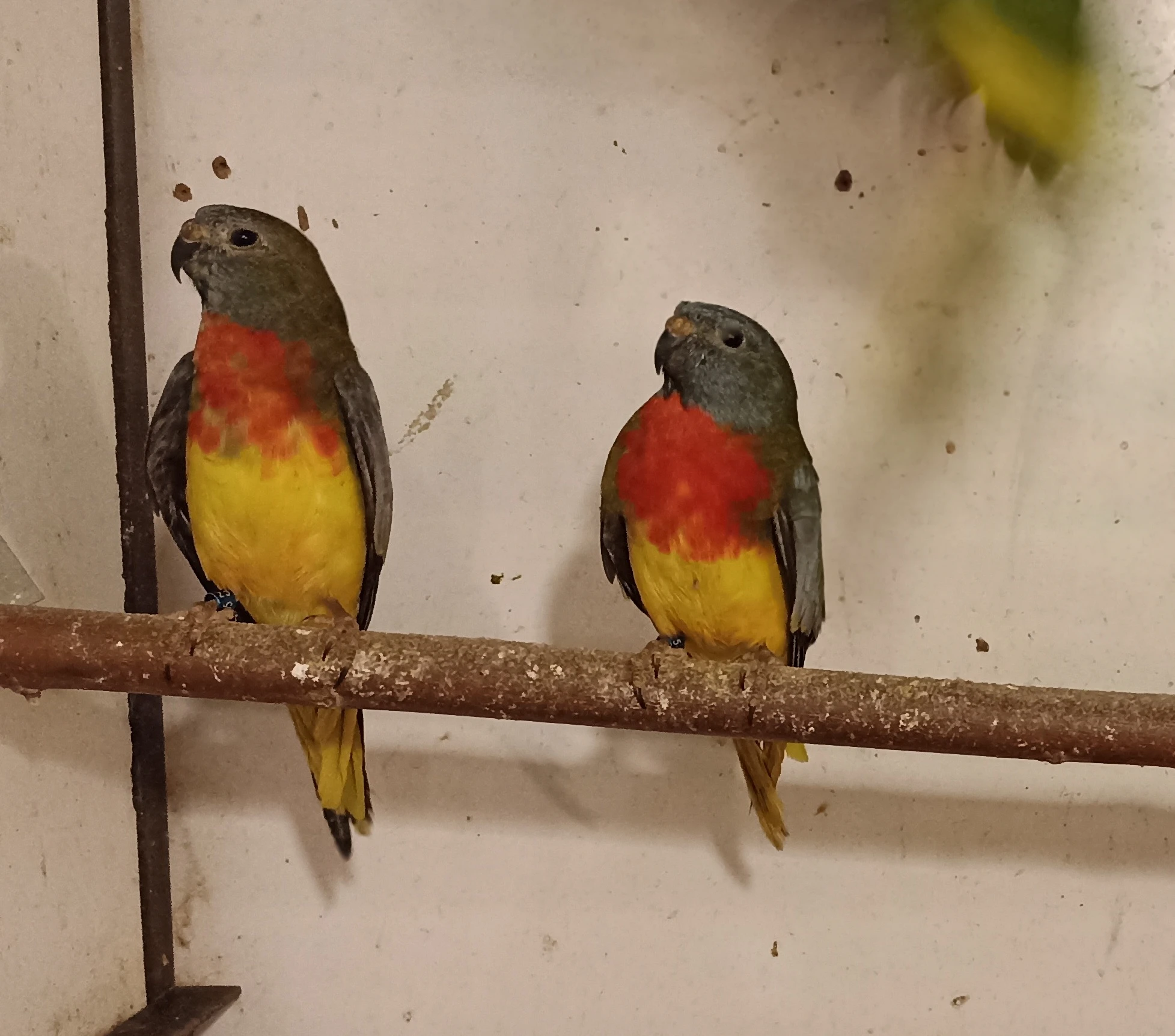 Neoféma modrohlavá šedozelená