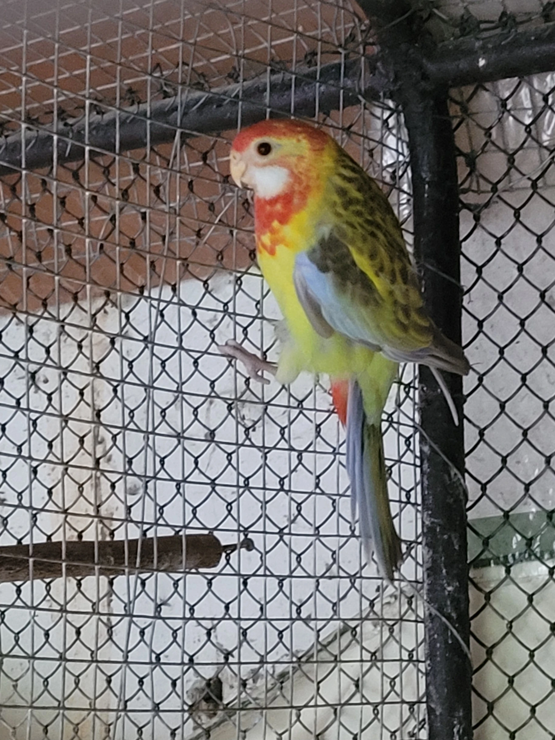 Loňská samička rosely pestré