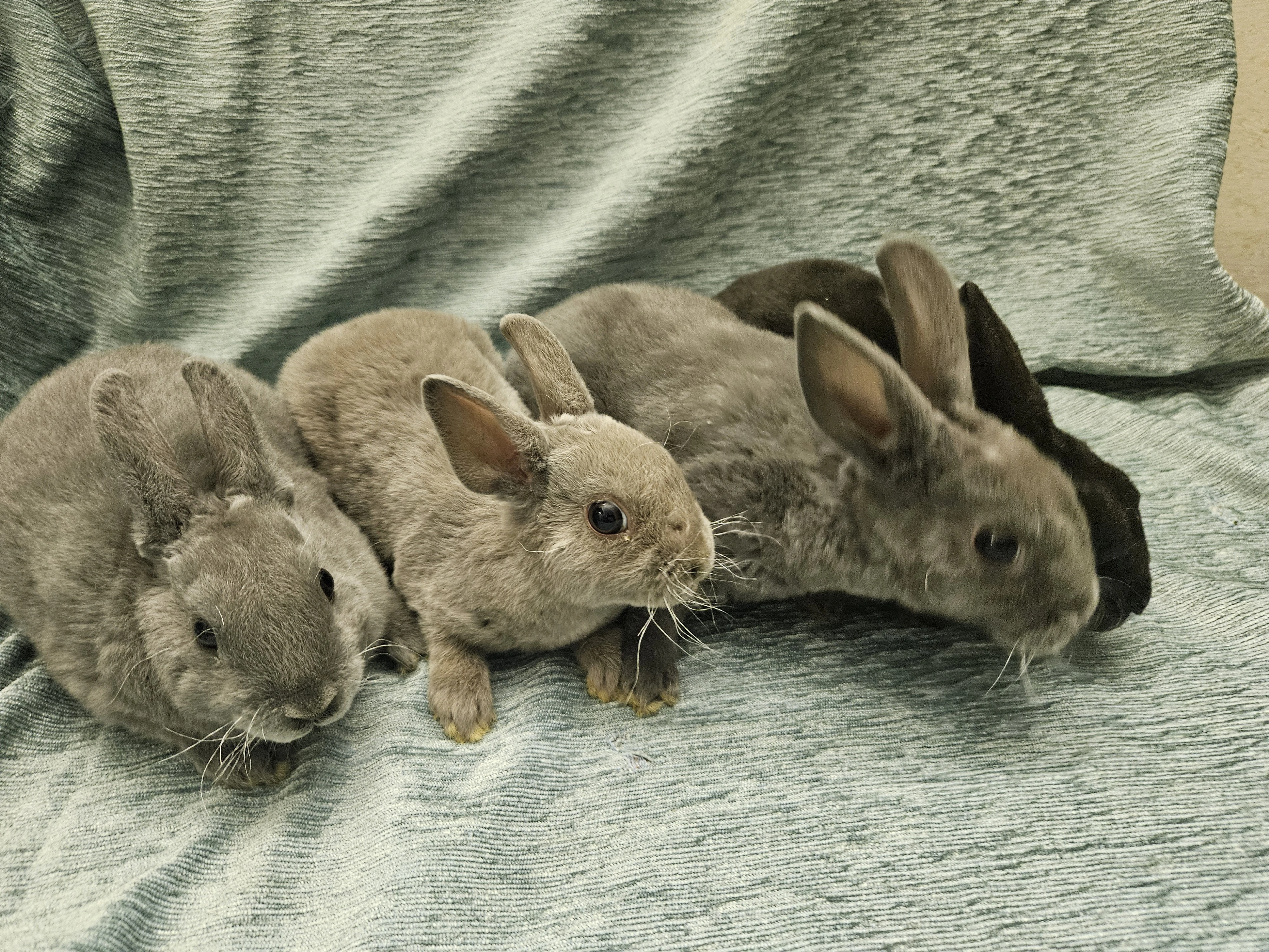 Zakrslý králíček