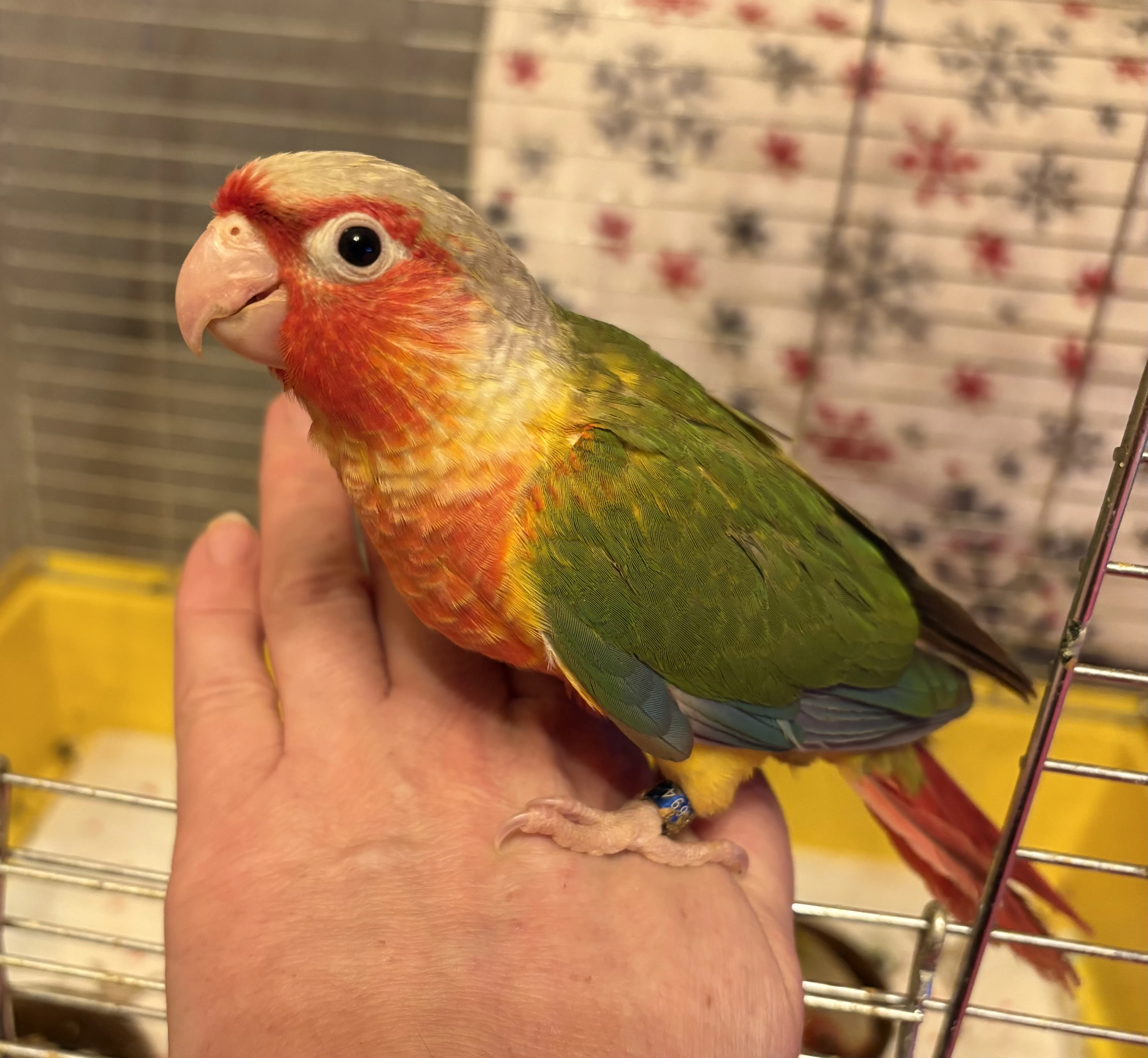 Pyrury ručně dokrmené pyrury