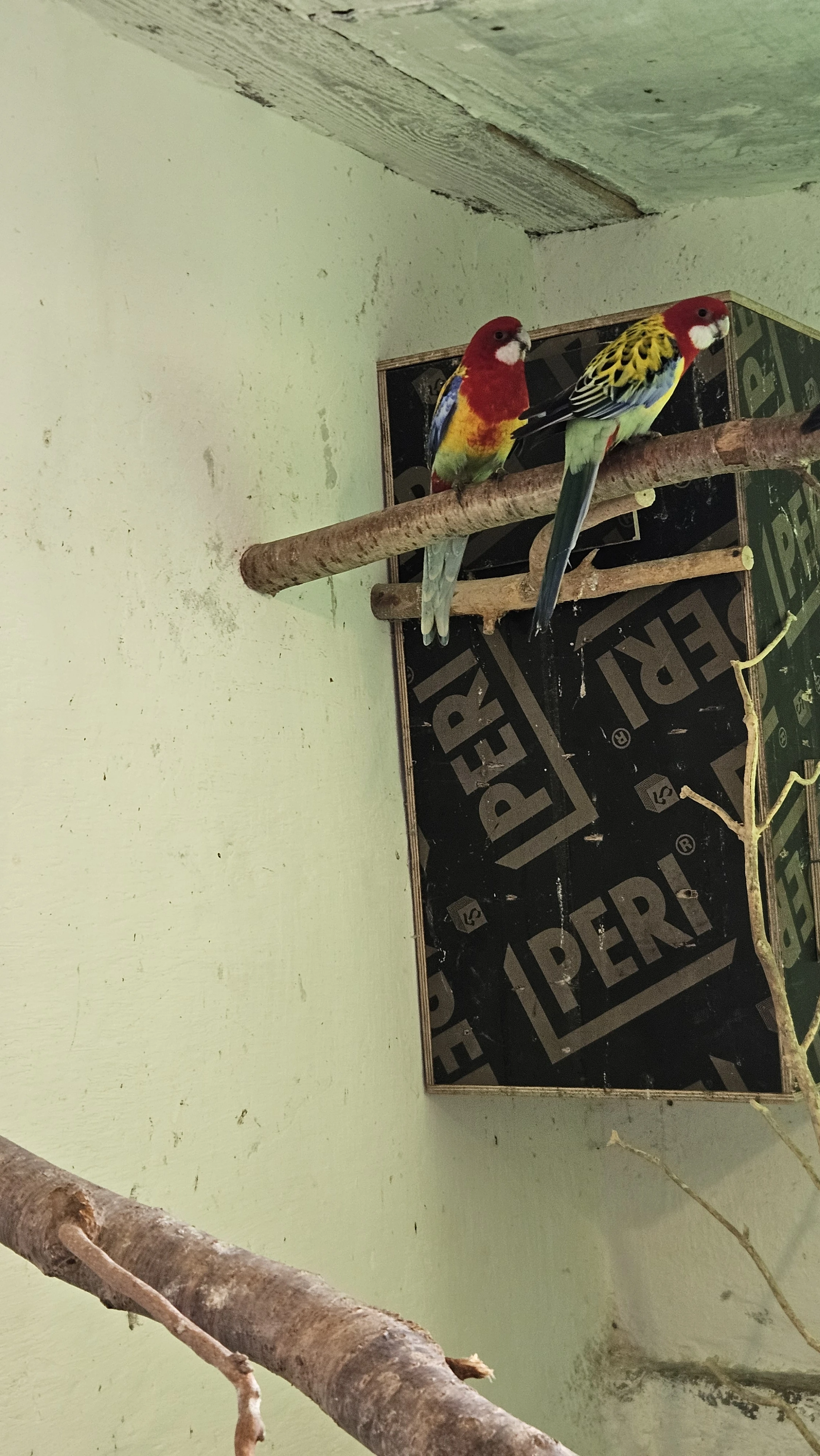 Rosela/modrá, zlatá, opalin, pastel